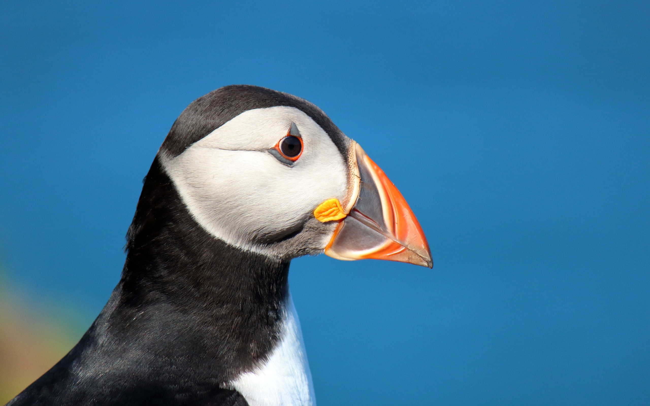 Голова тупика на голубом фоне 