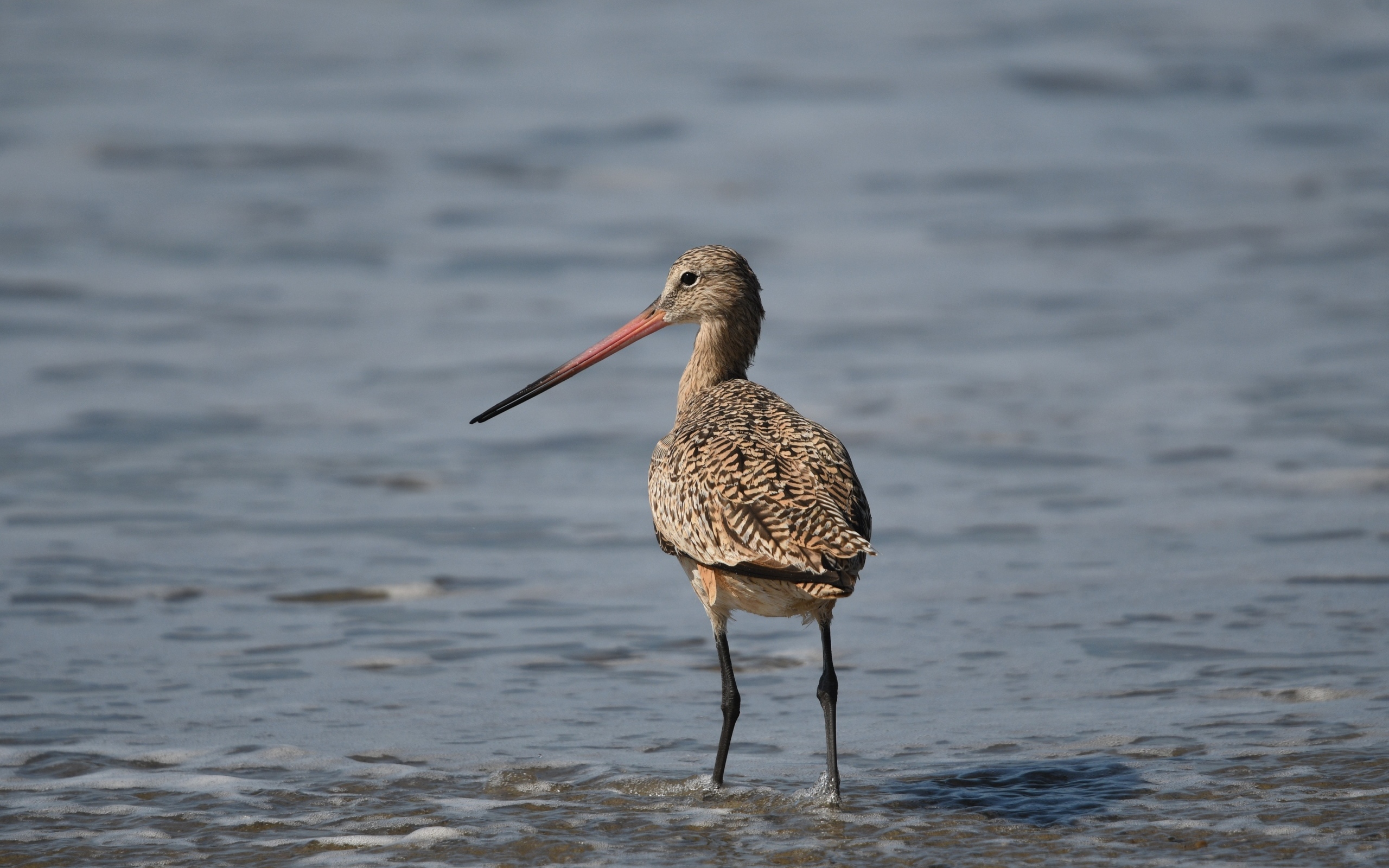 Птица кулик охотится  в воде