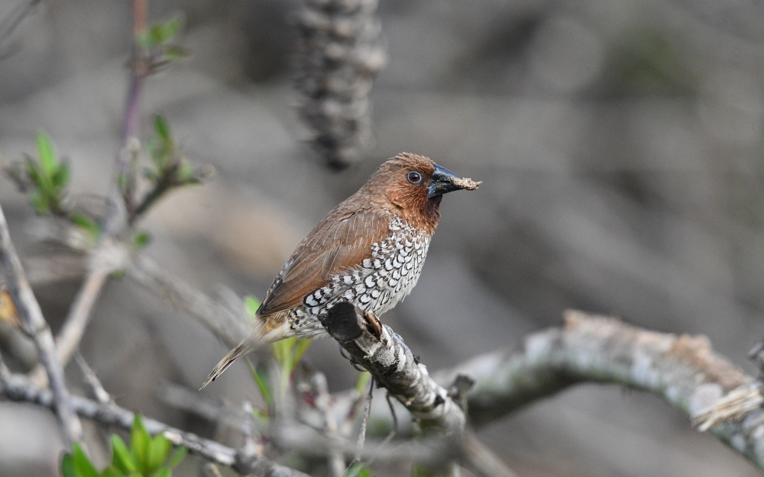 Птица чешуйчатая муниа сидит на ветке