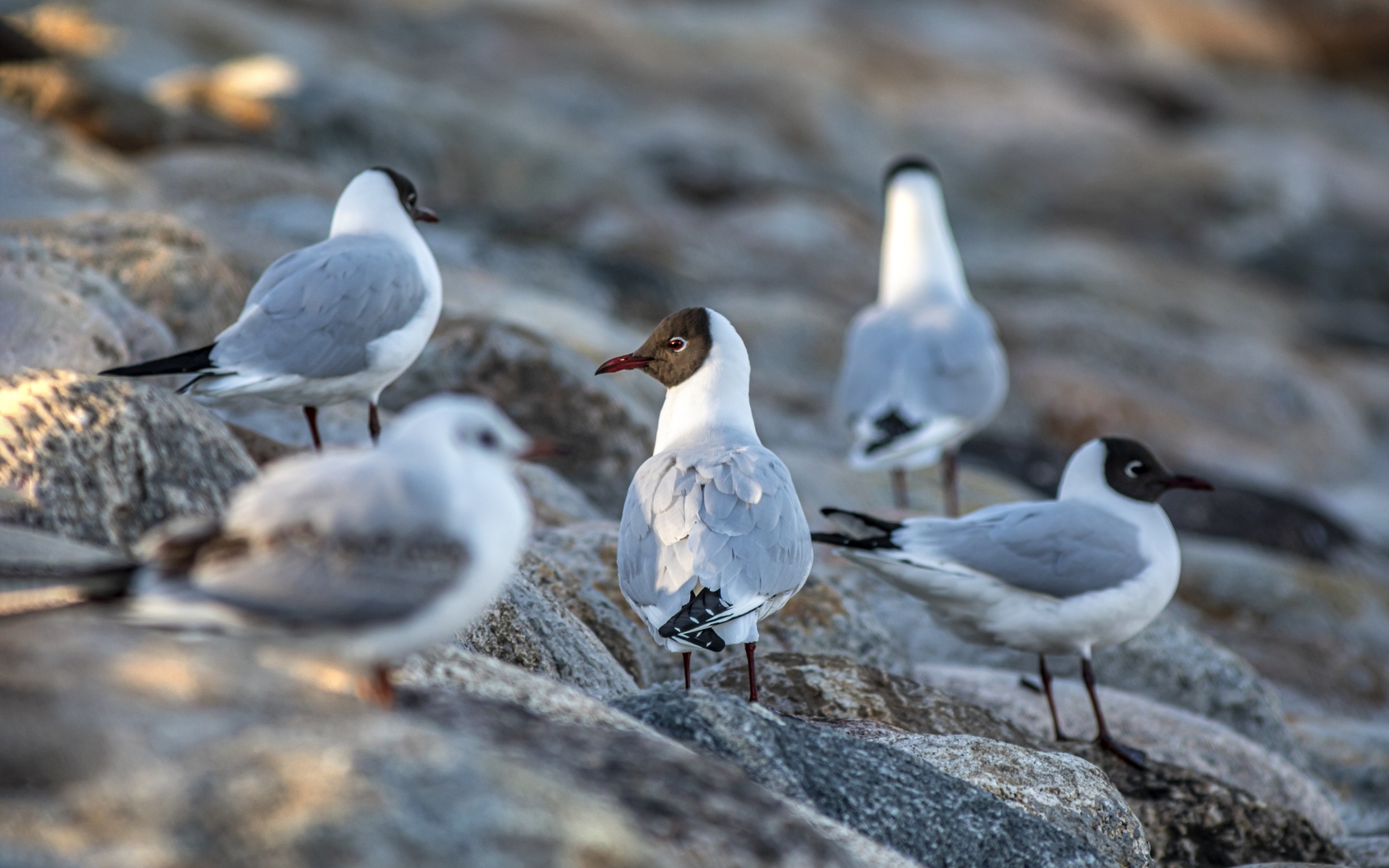 Чайки отдыхают на камнях у моря