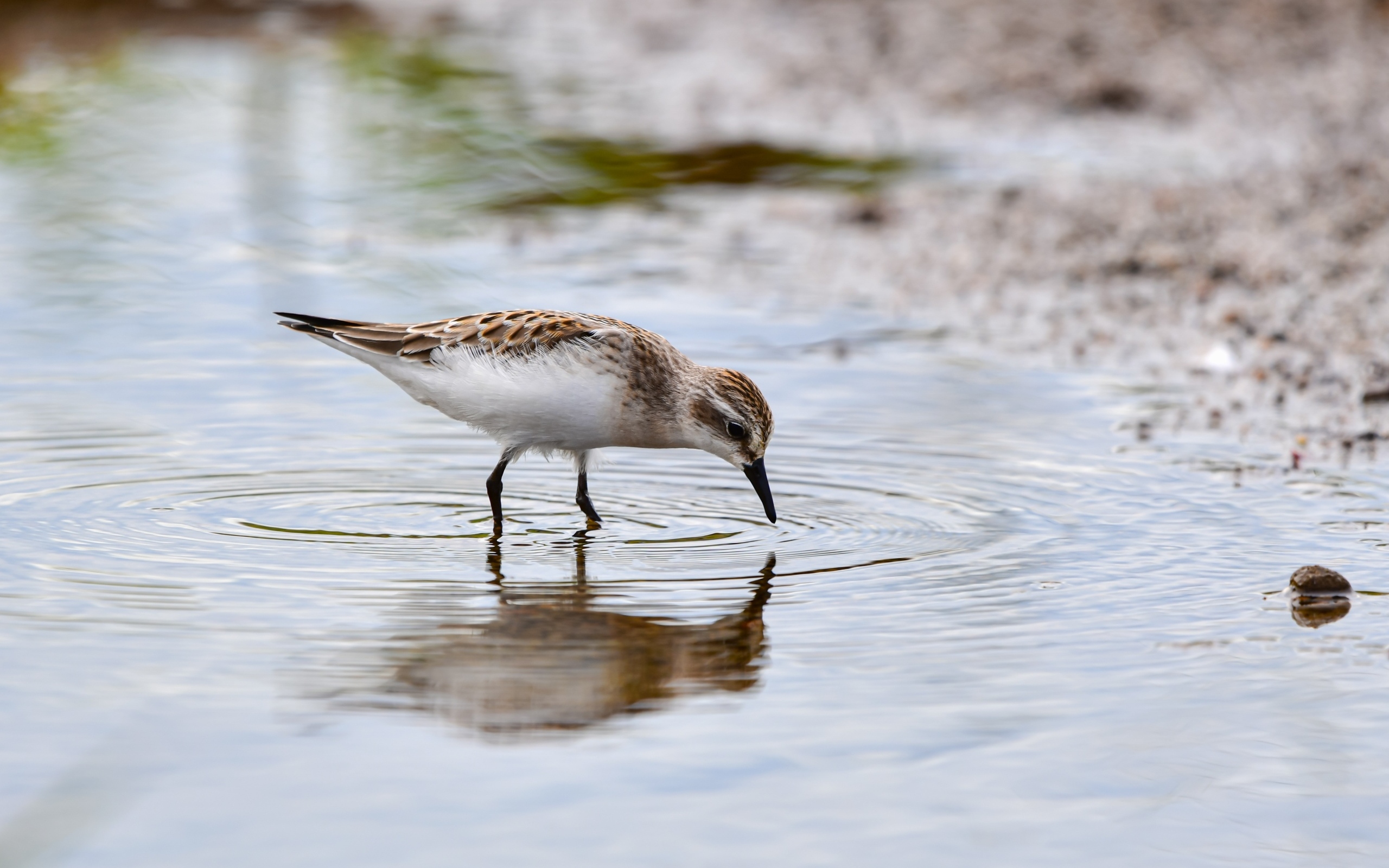 Маленький серый кулик в воде
