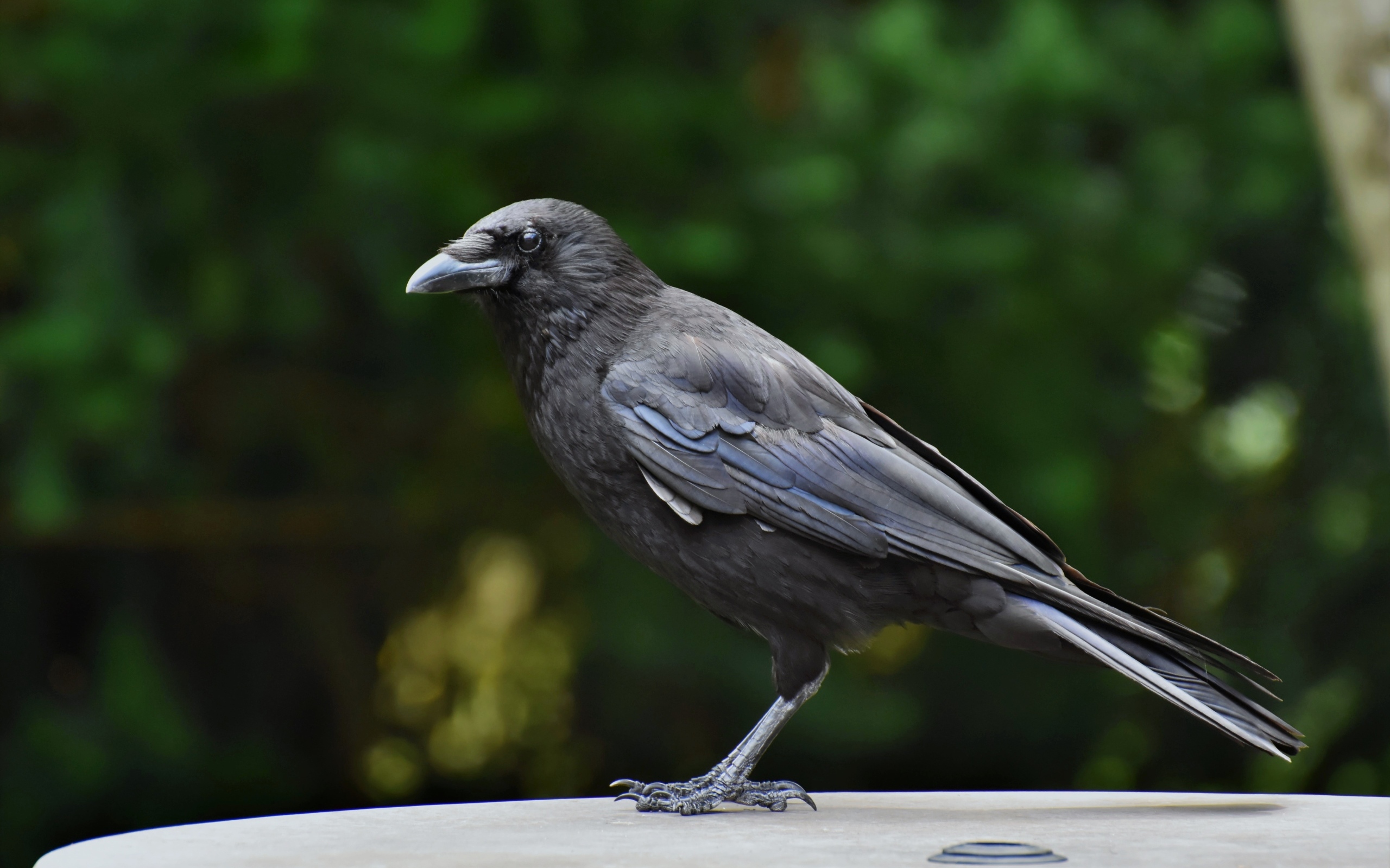 Умный черный ворон