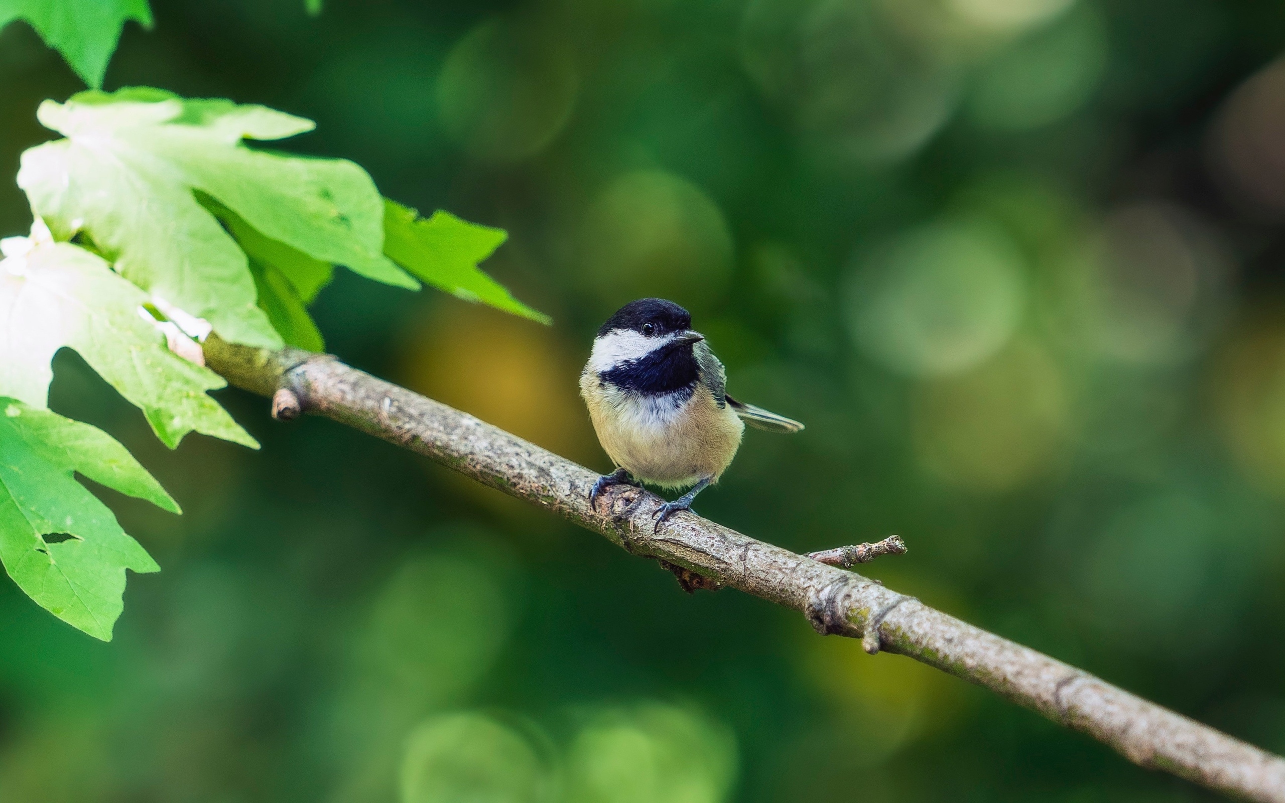 Воробей сидит на ветке дерева