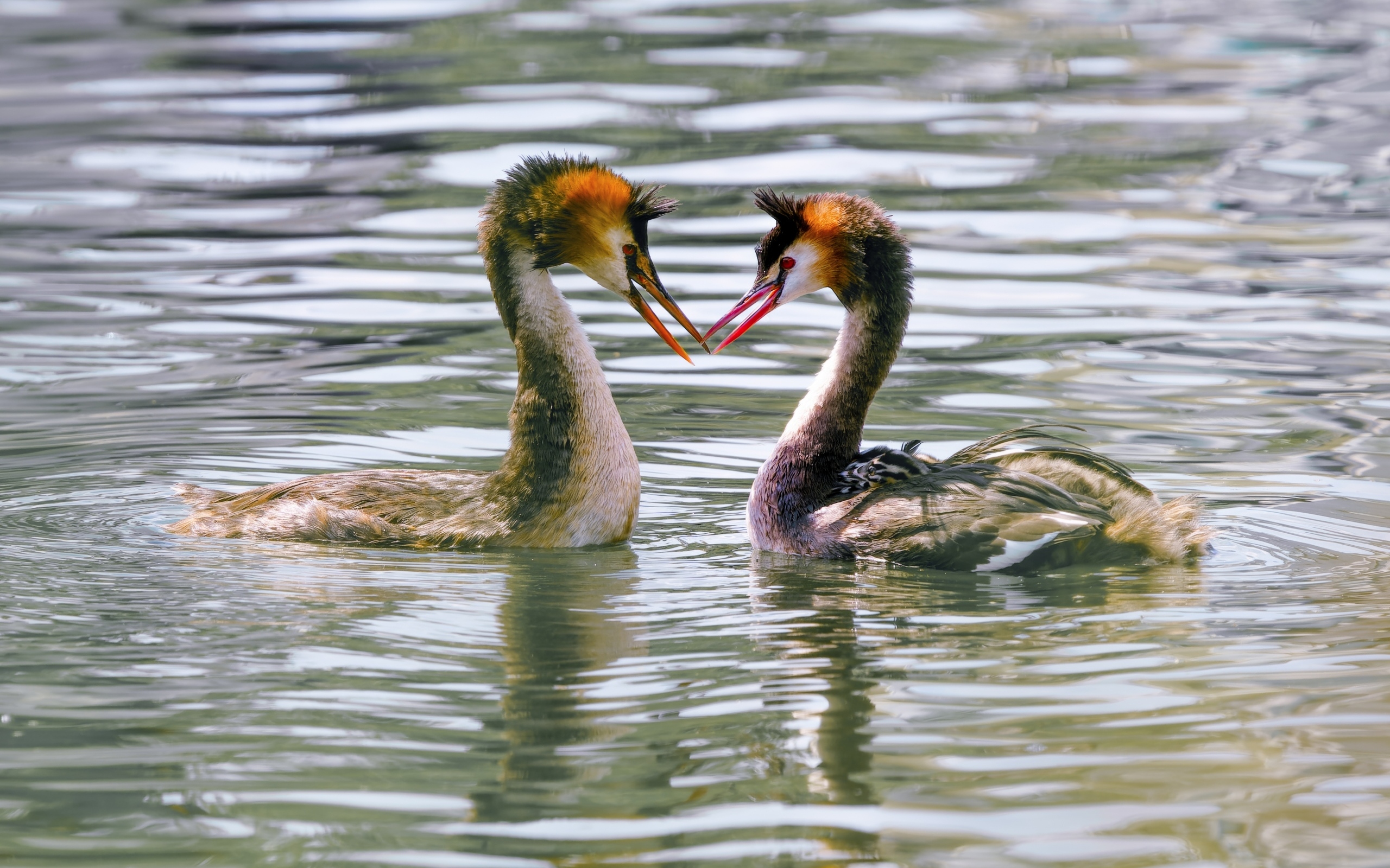 Две птицы поганки в воде