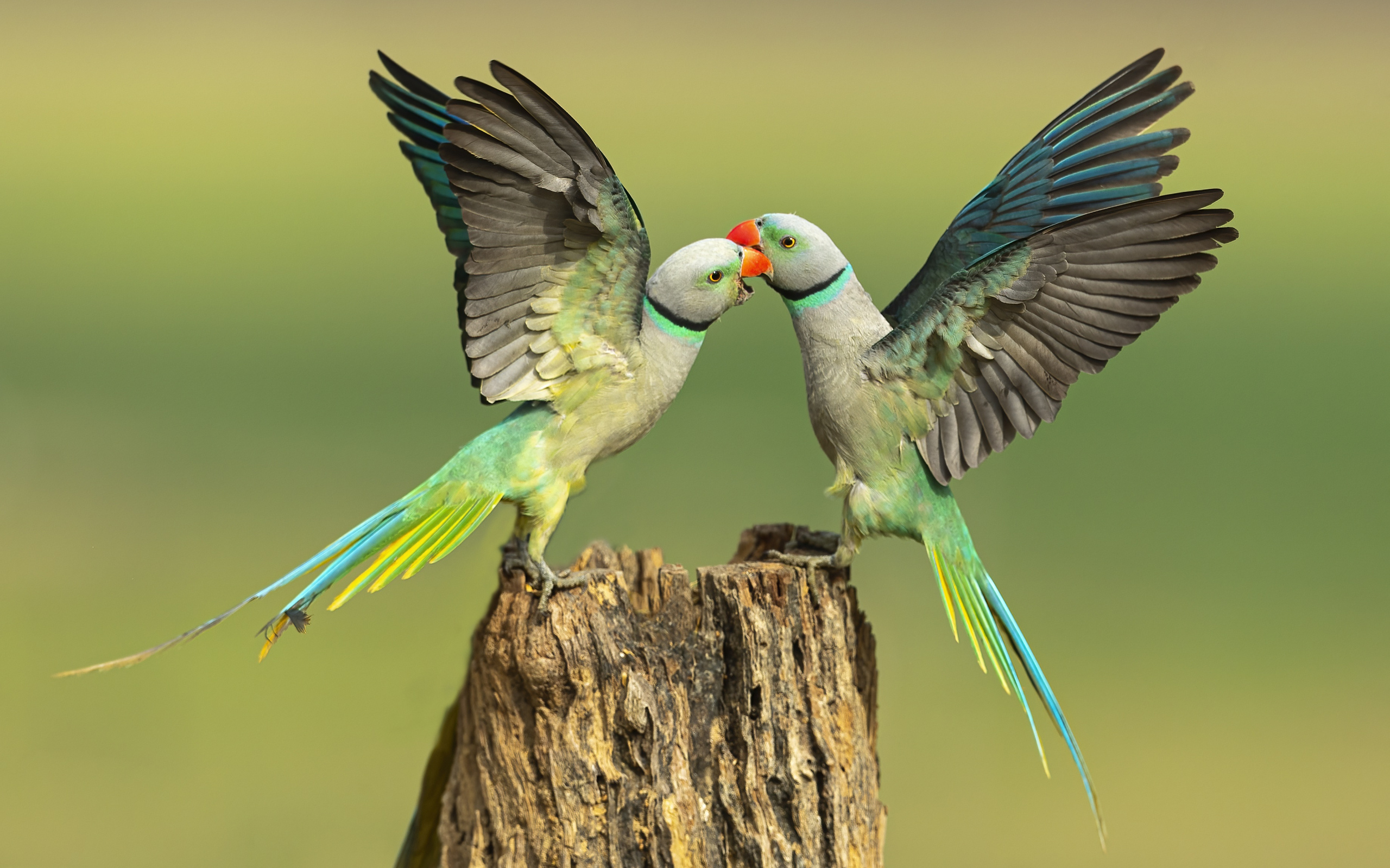Два зеленых попугая на пне