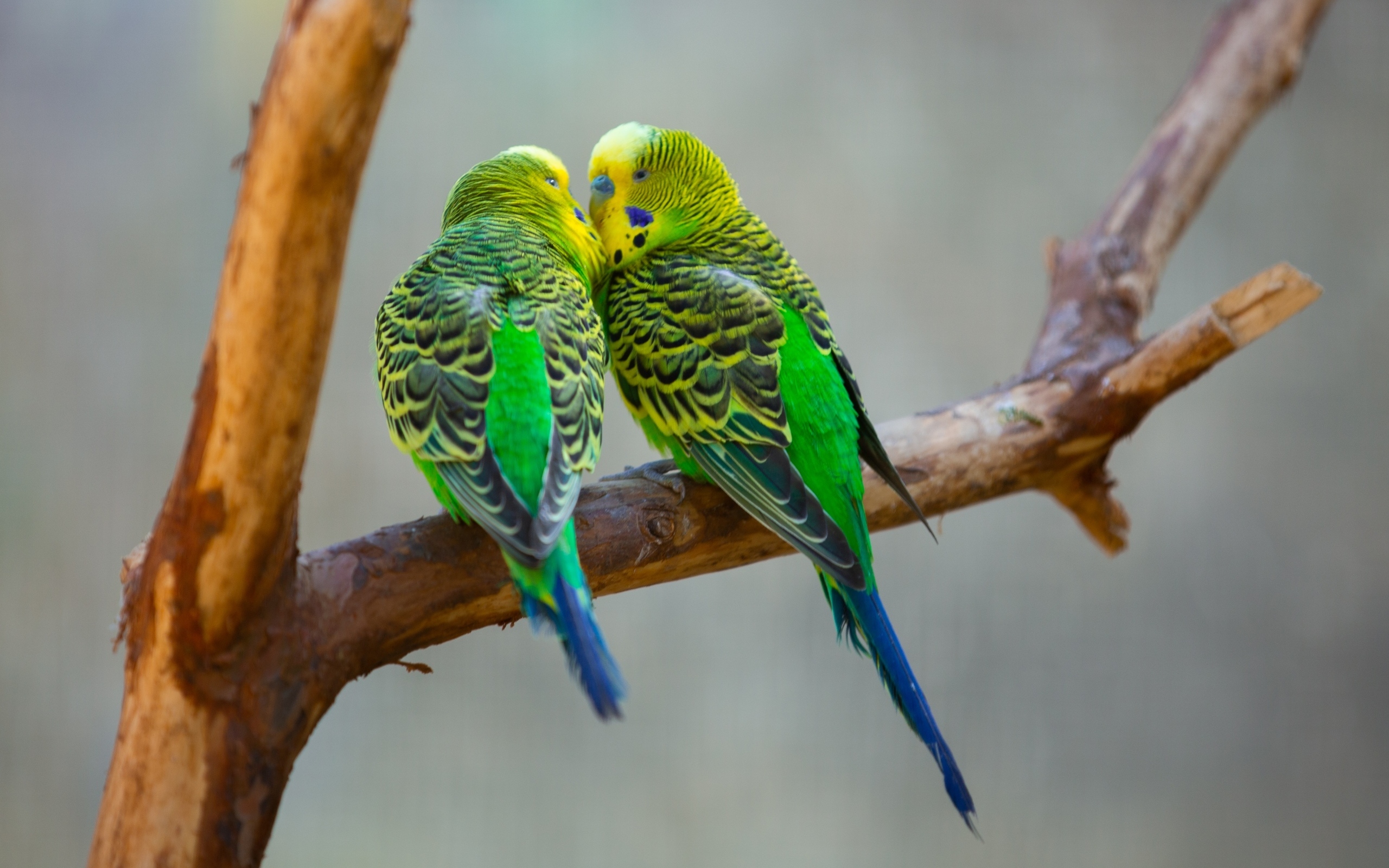 Два попугая неразлучника на ветке 