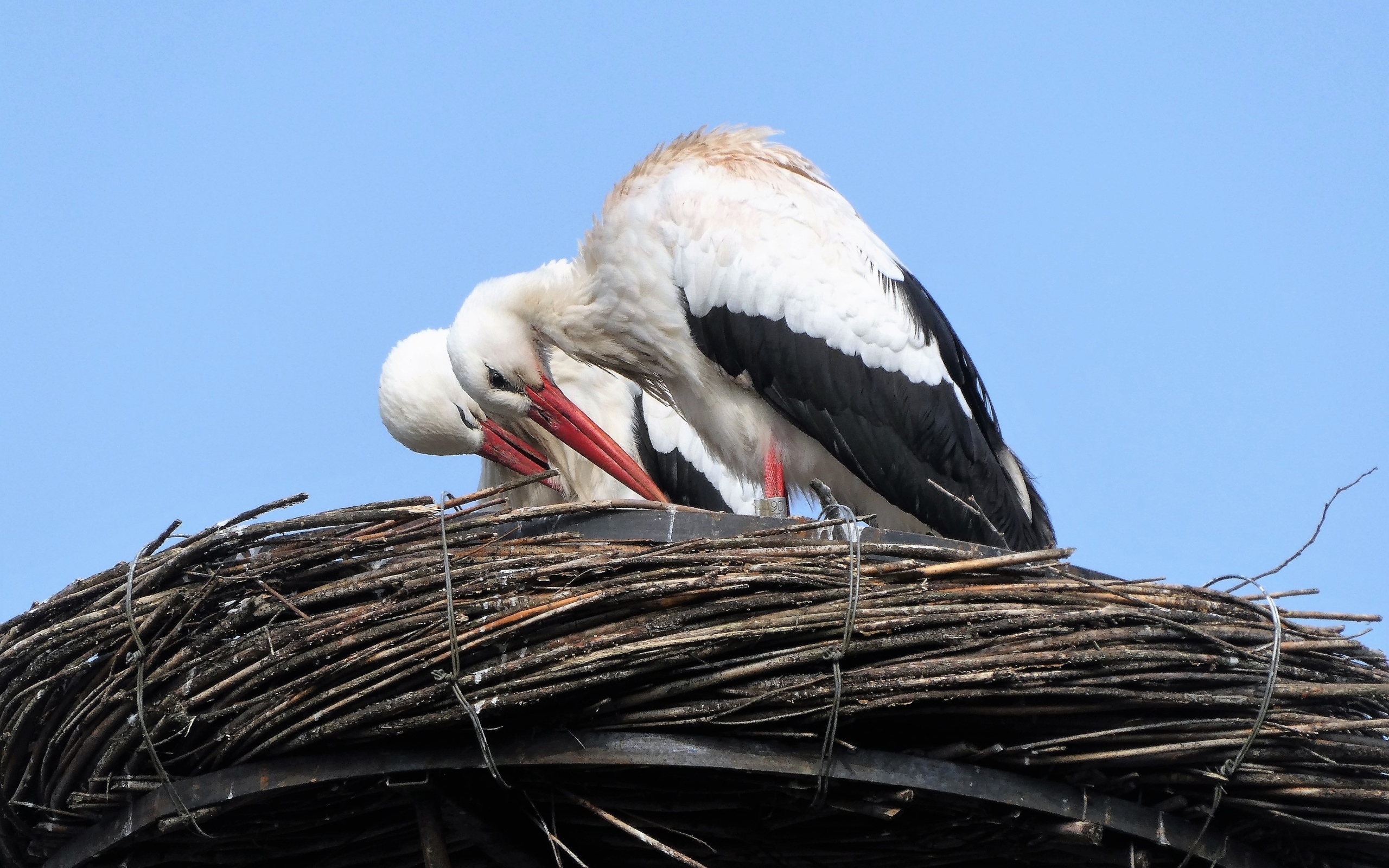 Два аиста в гнезде 