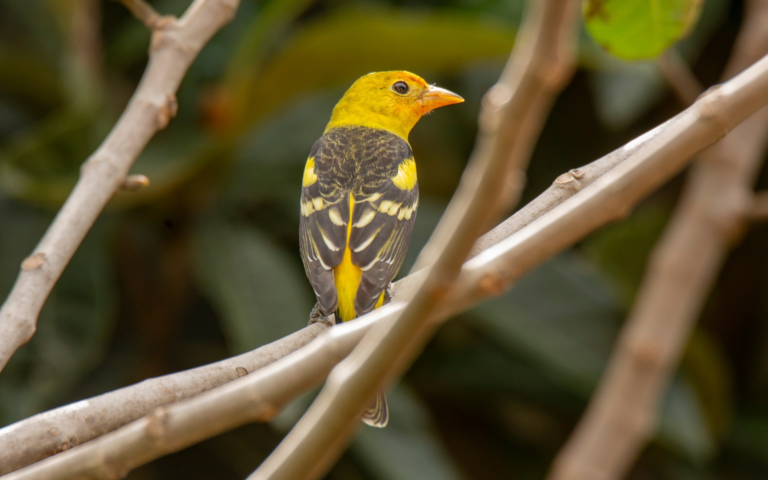 Птица западный танагер сидит на ветке