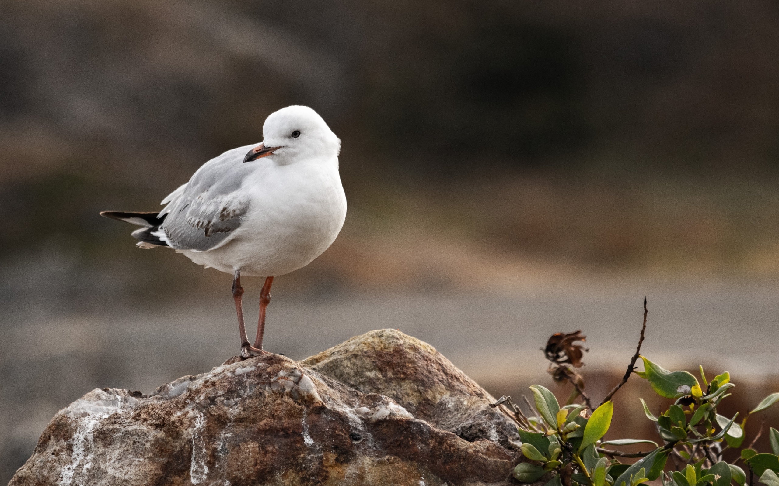 Белая маленькая чайка сидит на камне