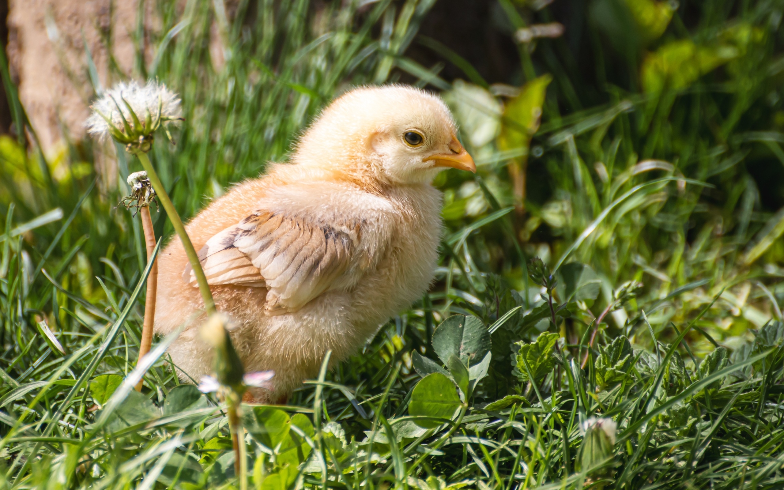 Желтый маленький цыпленок сидит в зеленой траве