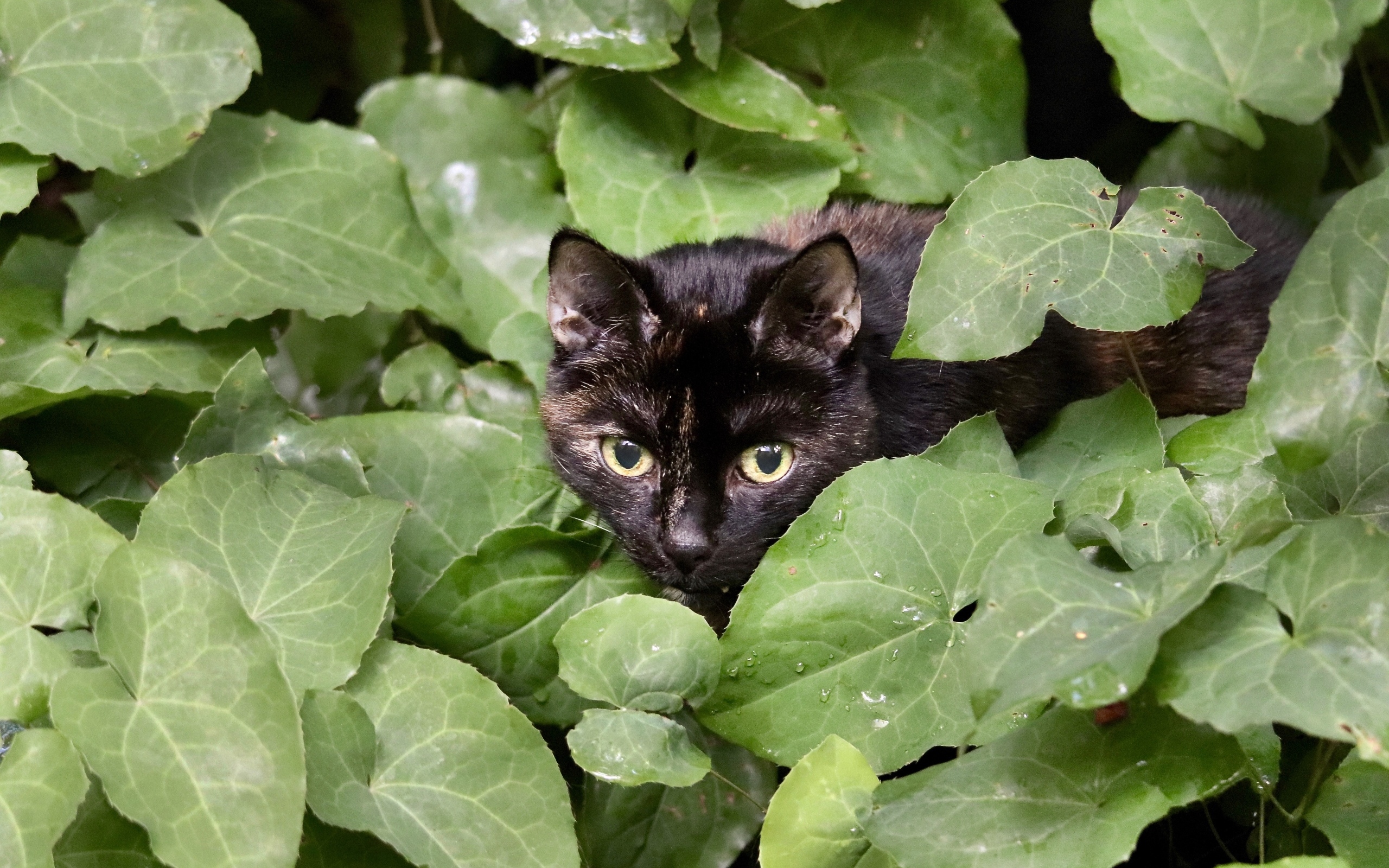 Черная кошка прячется в зеленых листьях