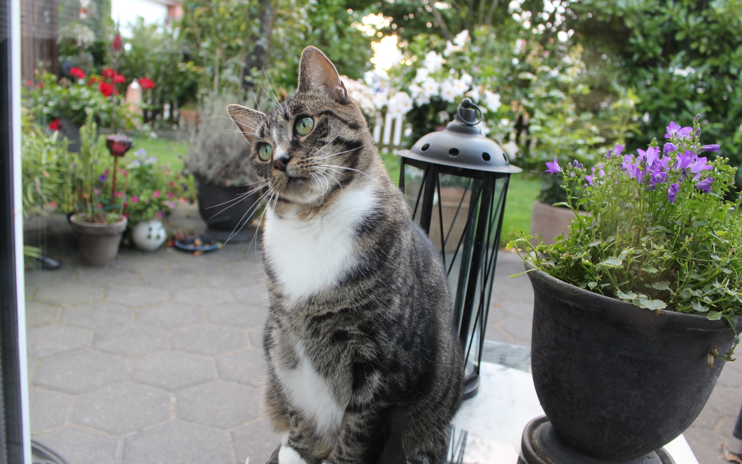 Милый серый домашний кот у клумбы