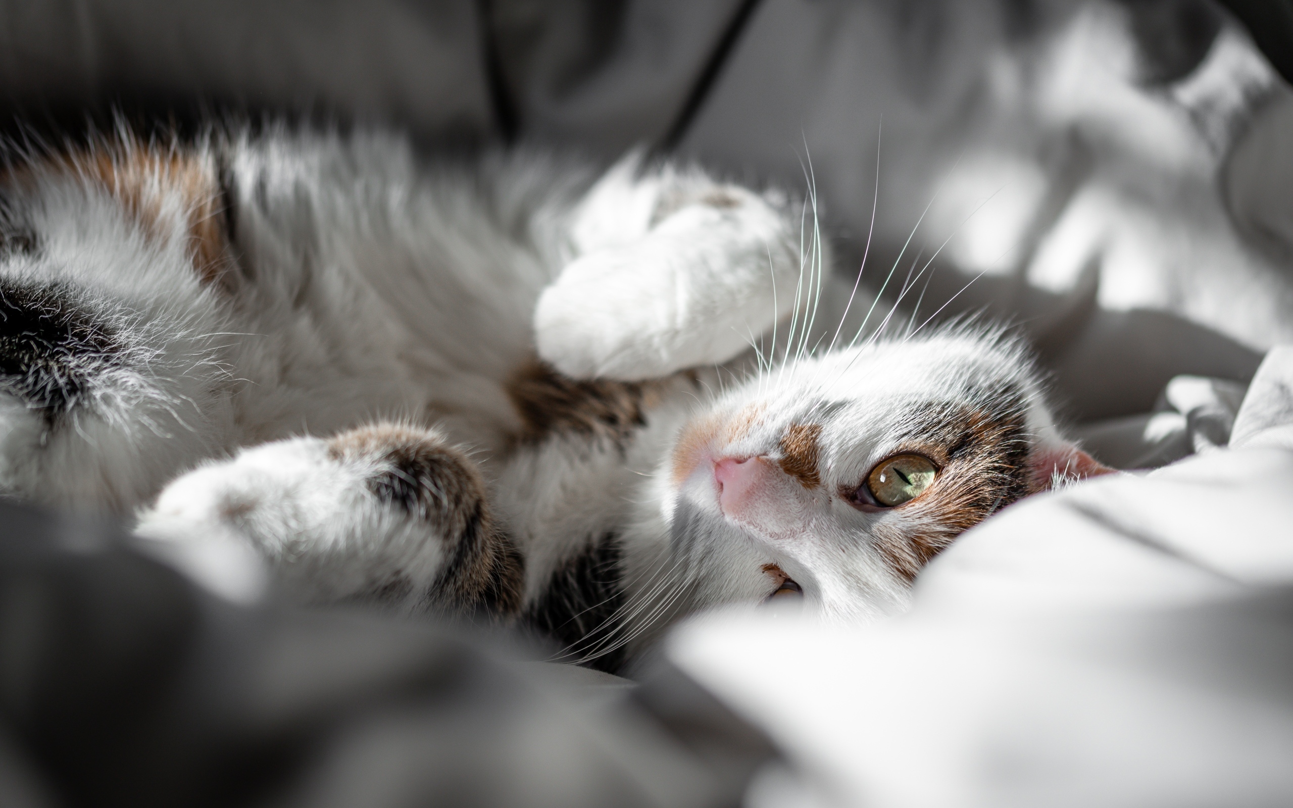 Домашний кот нежится в постели