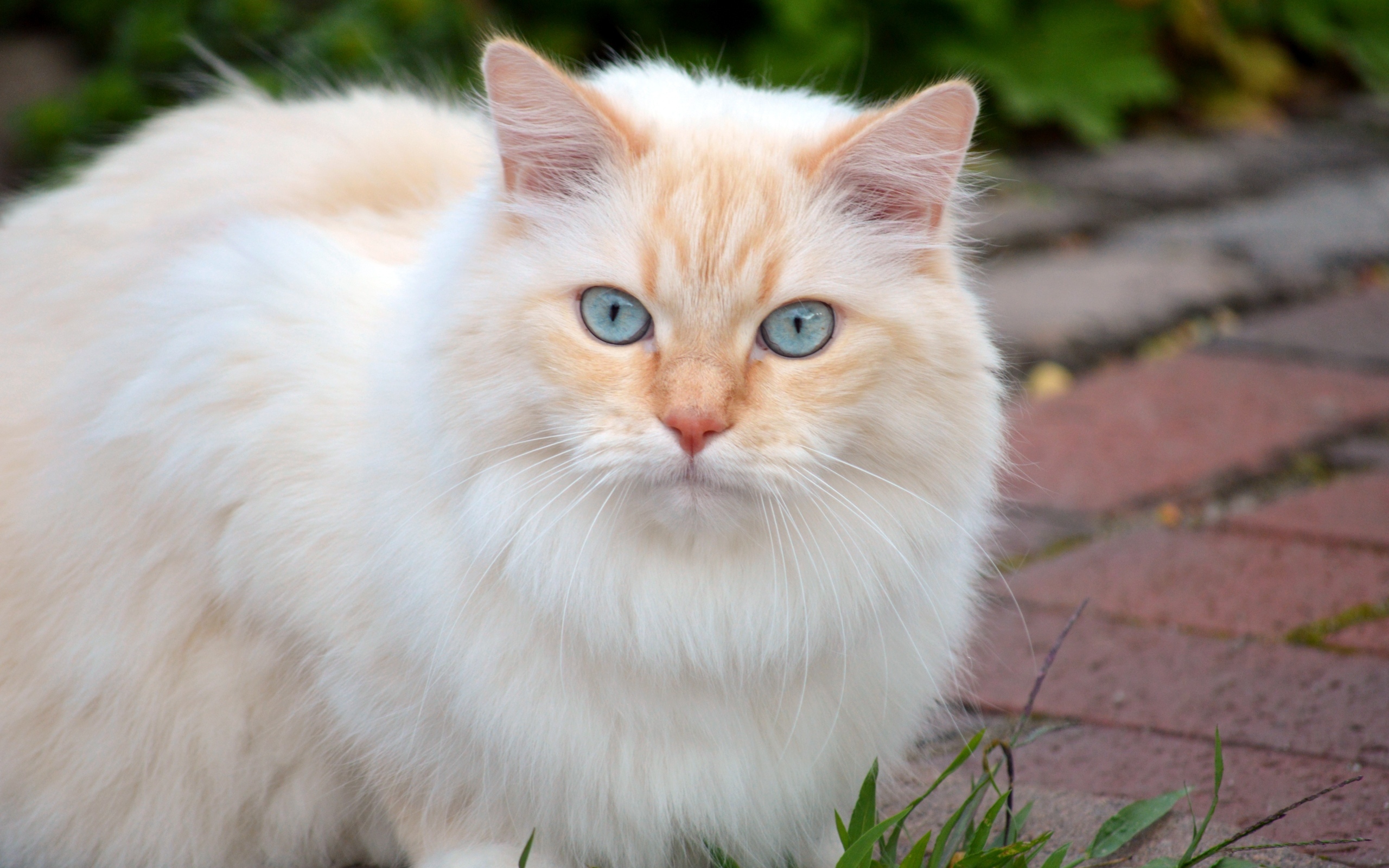 Пушистый кот с красивыми голубыми глазами