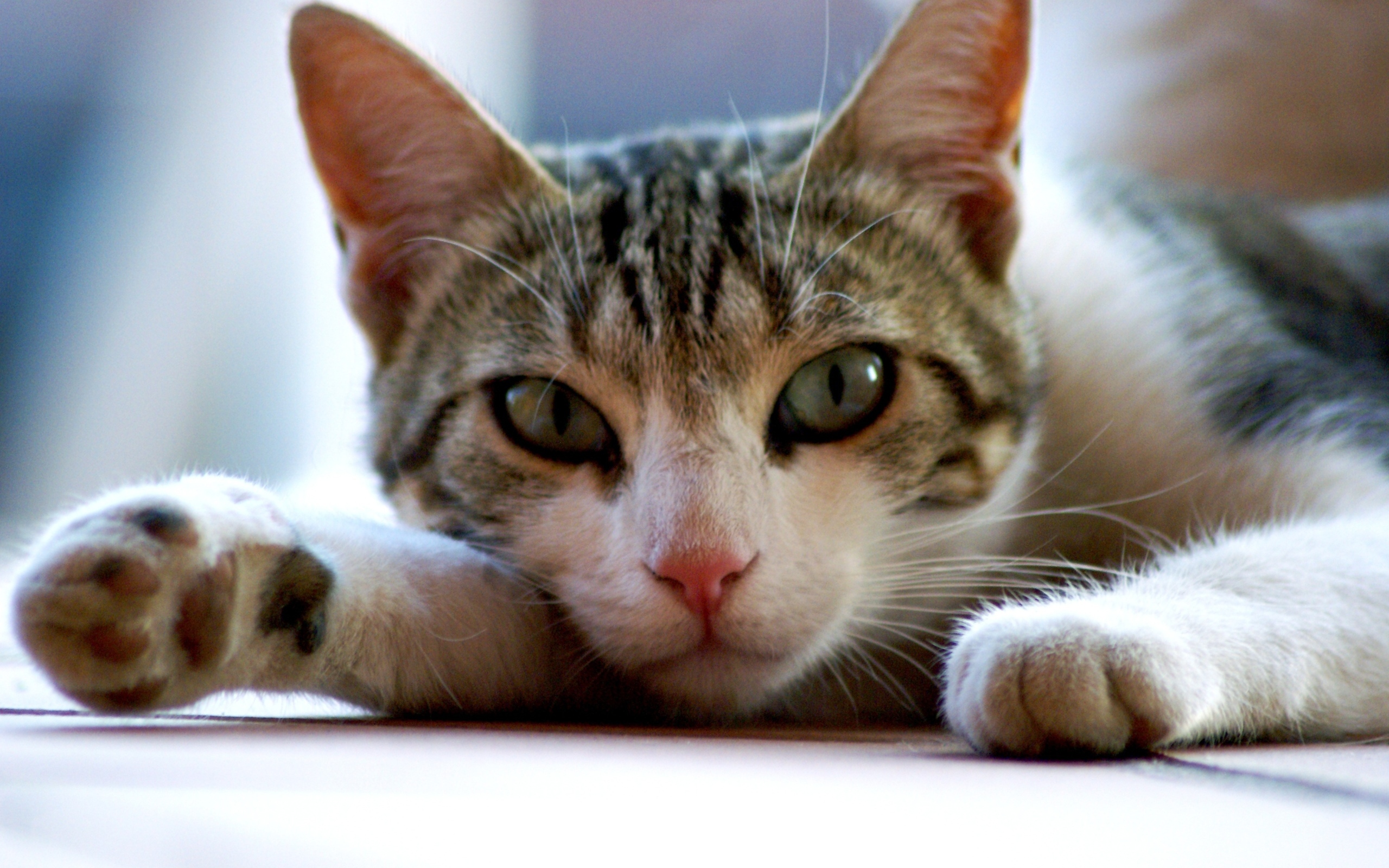 Серый с белым домашний зеленоглазый кот