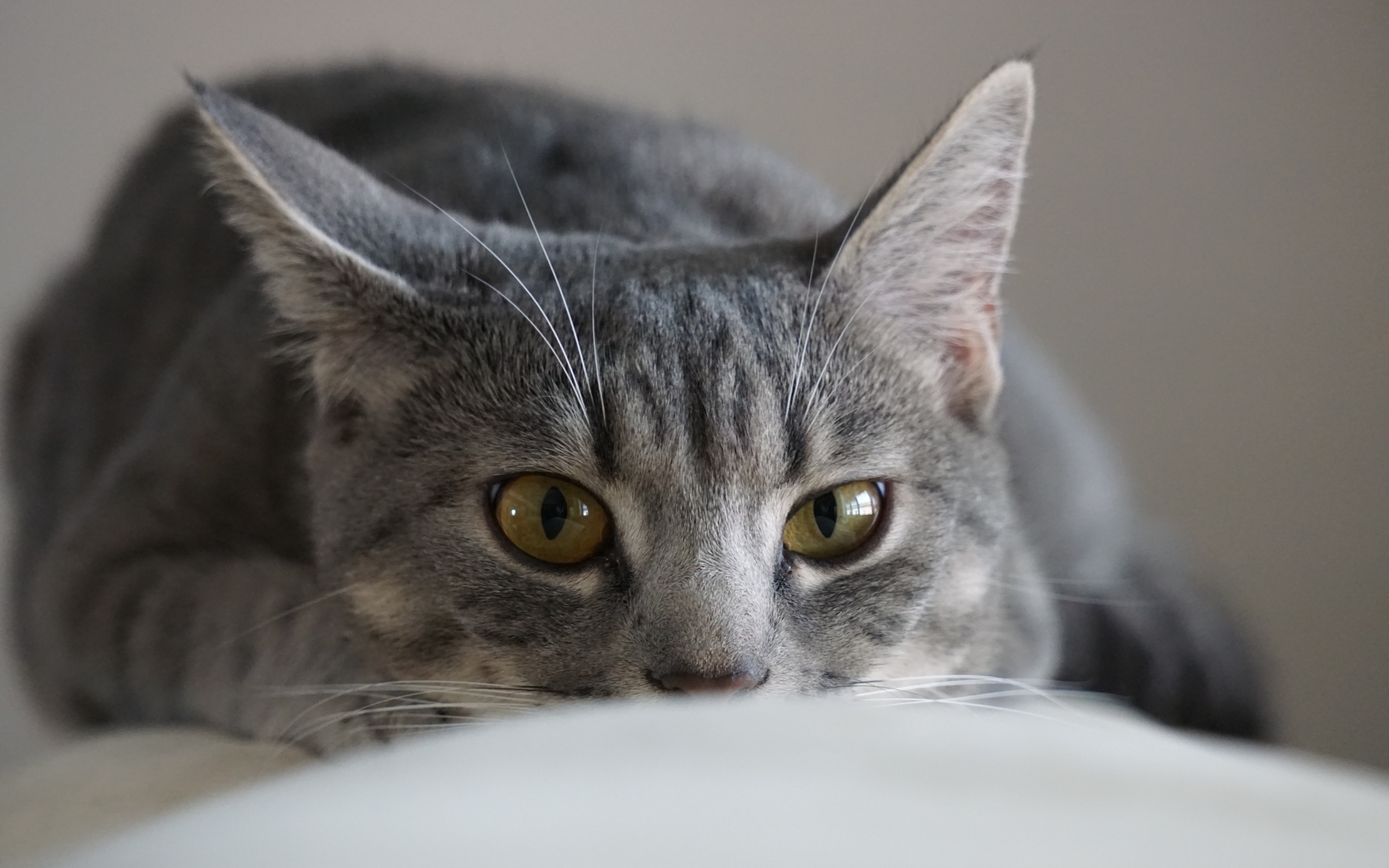 Серая кошка спит на диване