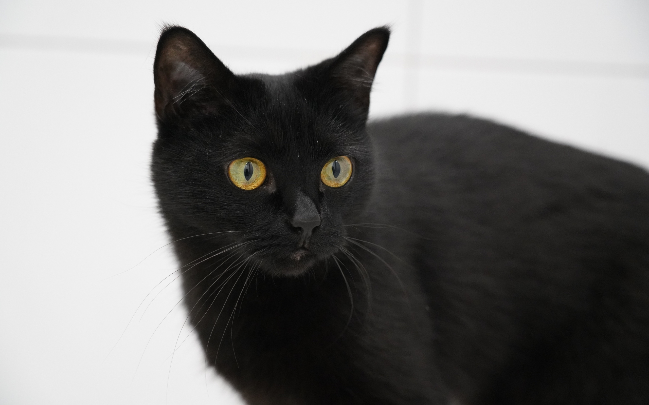 Большая домашняя черная кошка с желтыми глазами