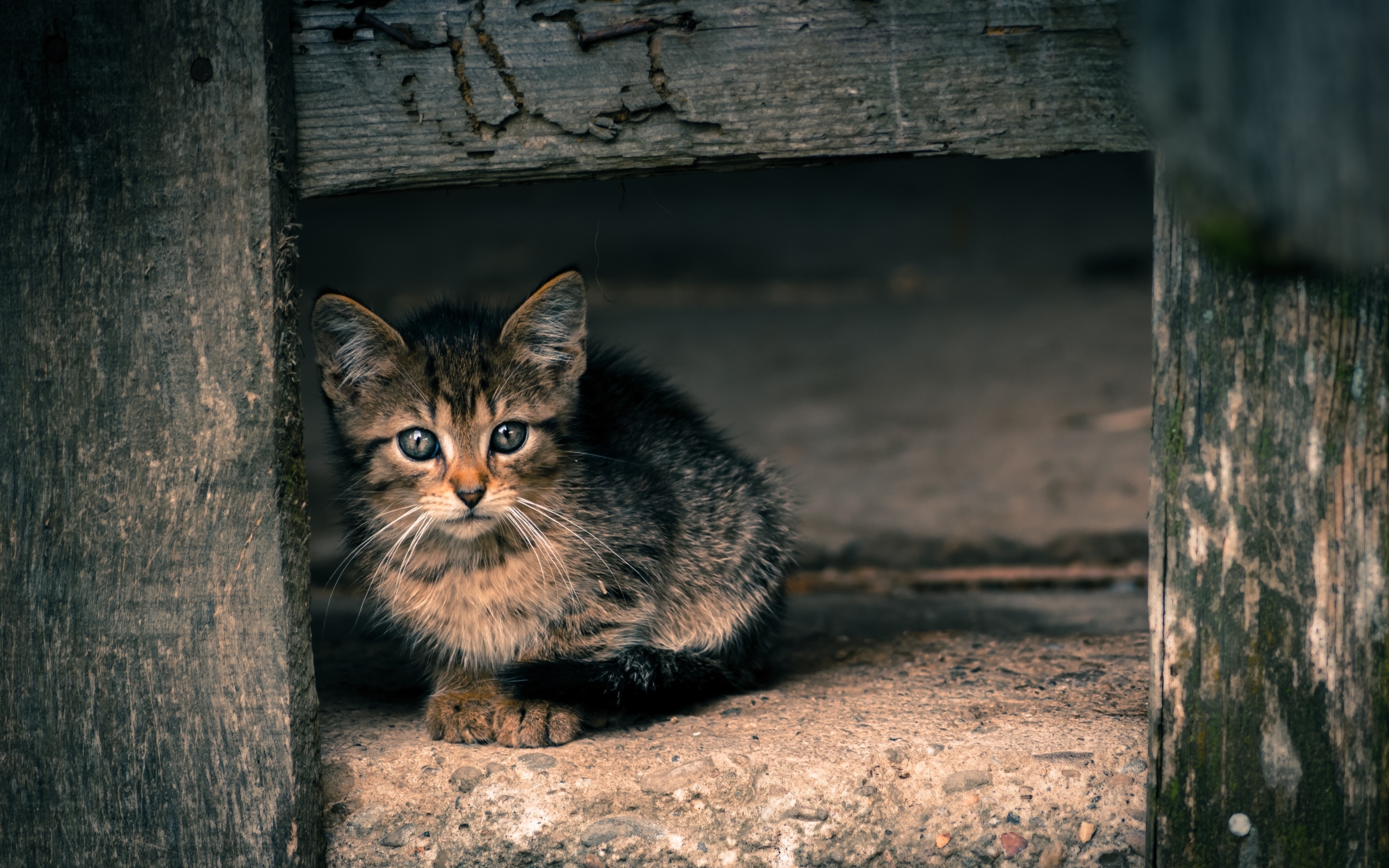 Маленький серый котенок в деревянной будке