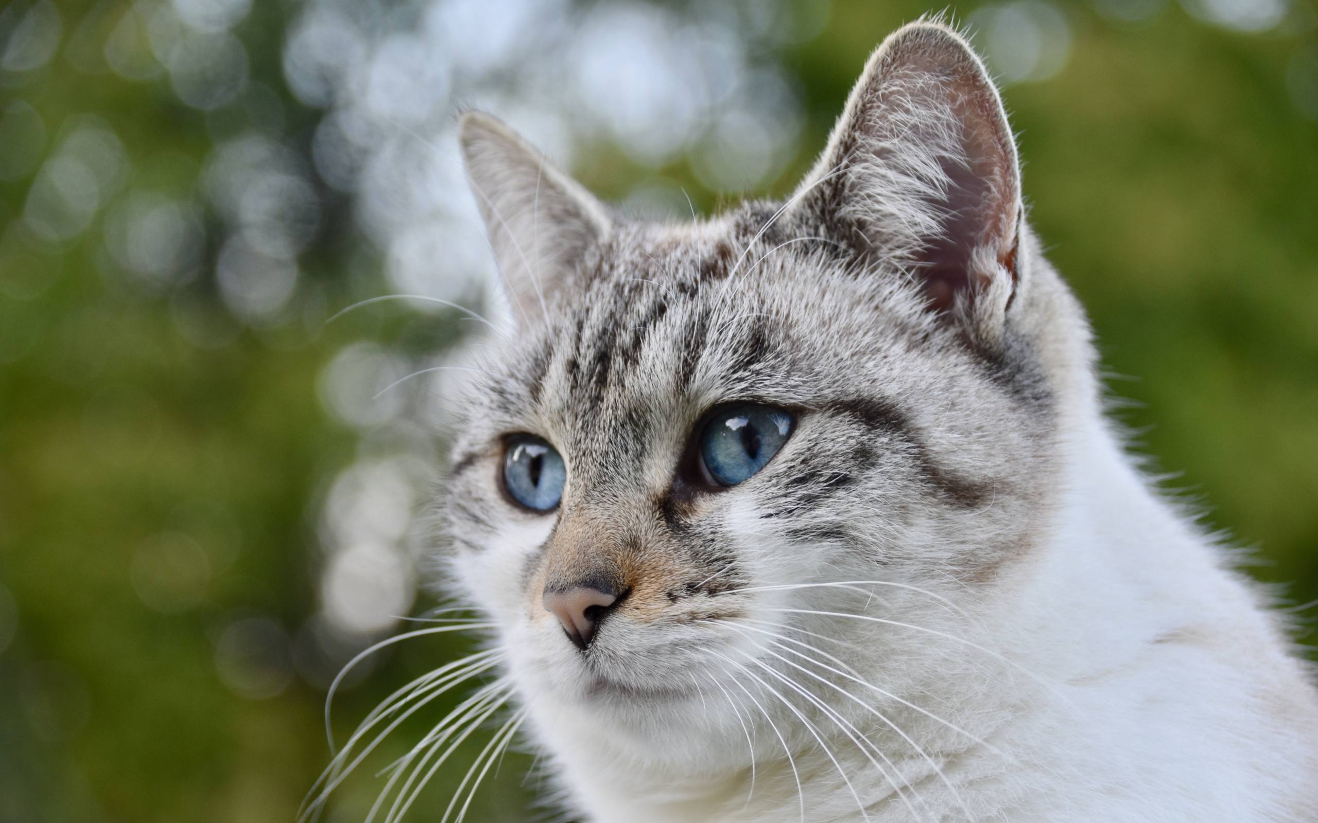 Морда голубоглазой породистой кошки
