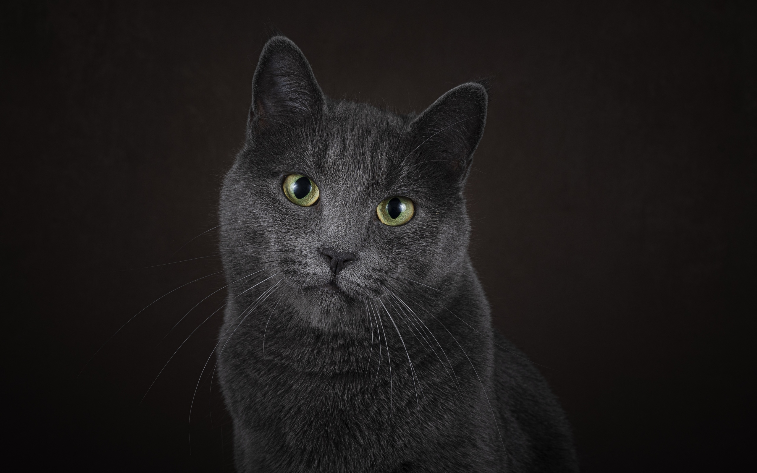 Русская голубая кошка на черном фоне