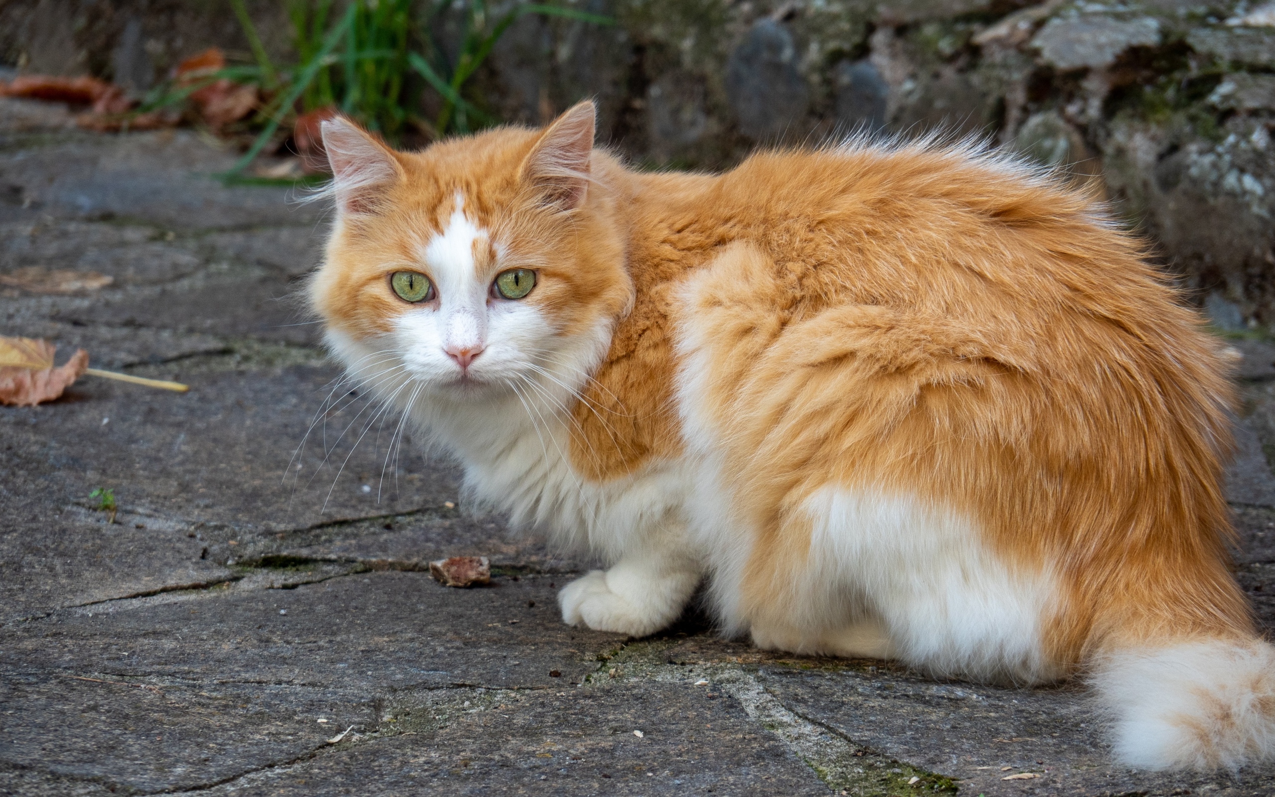 Грустный рыжий с белым кот сидит на дороге
