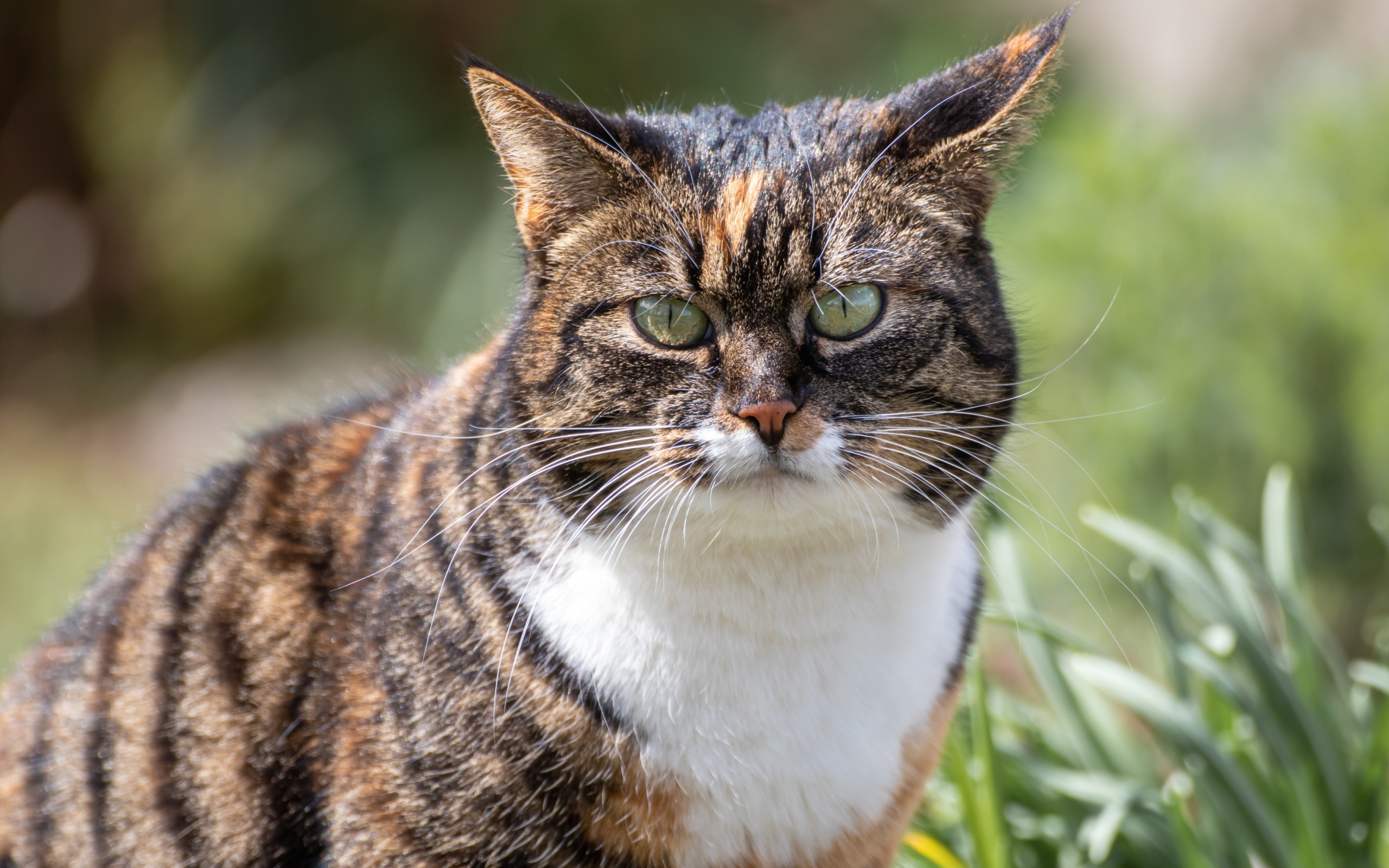 Серьезный полосатый кот гуляет по улице