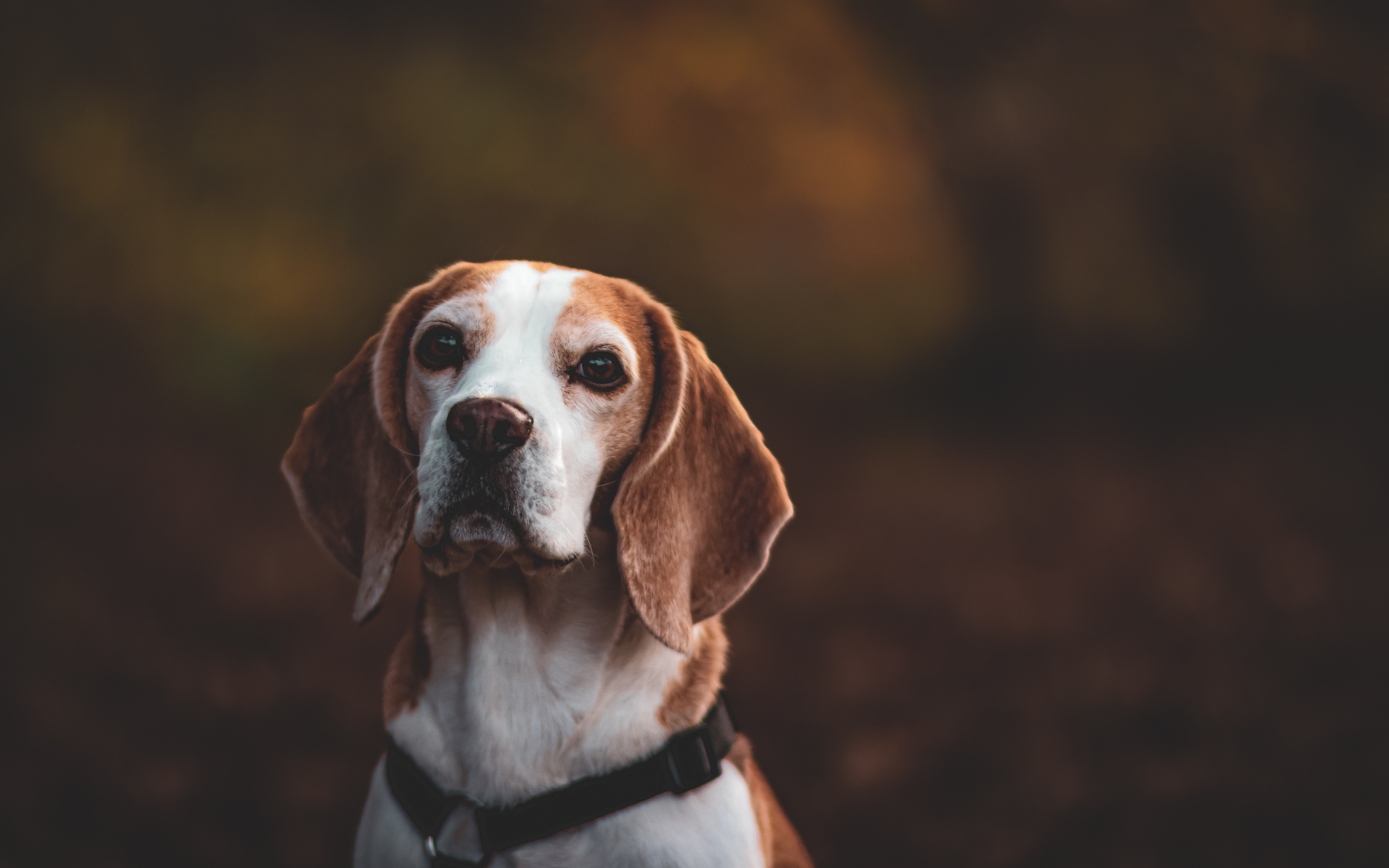 Большой бигль с грустным взглядом