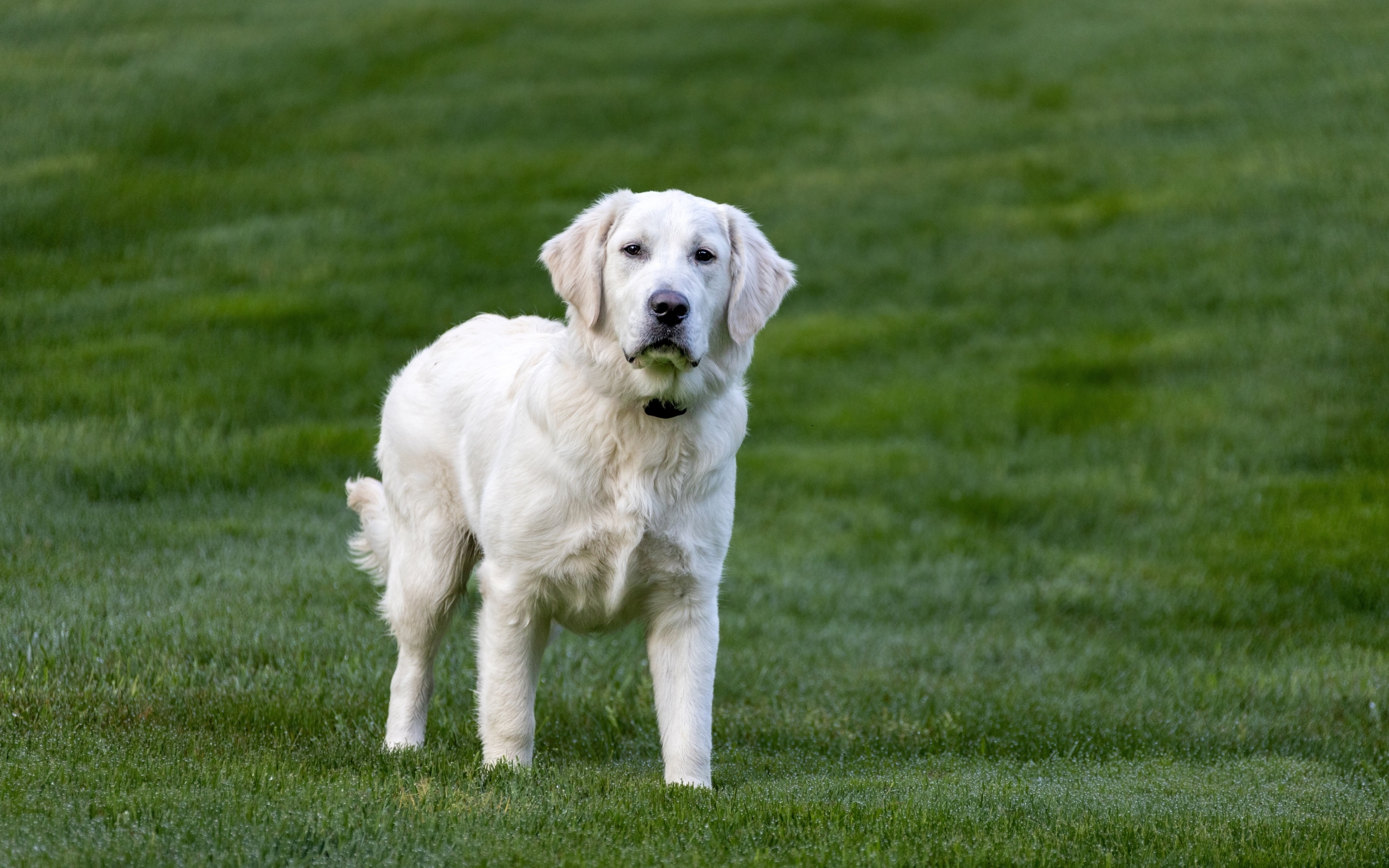 Большой золотистый ретривер на зеленой траве