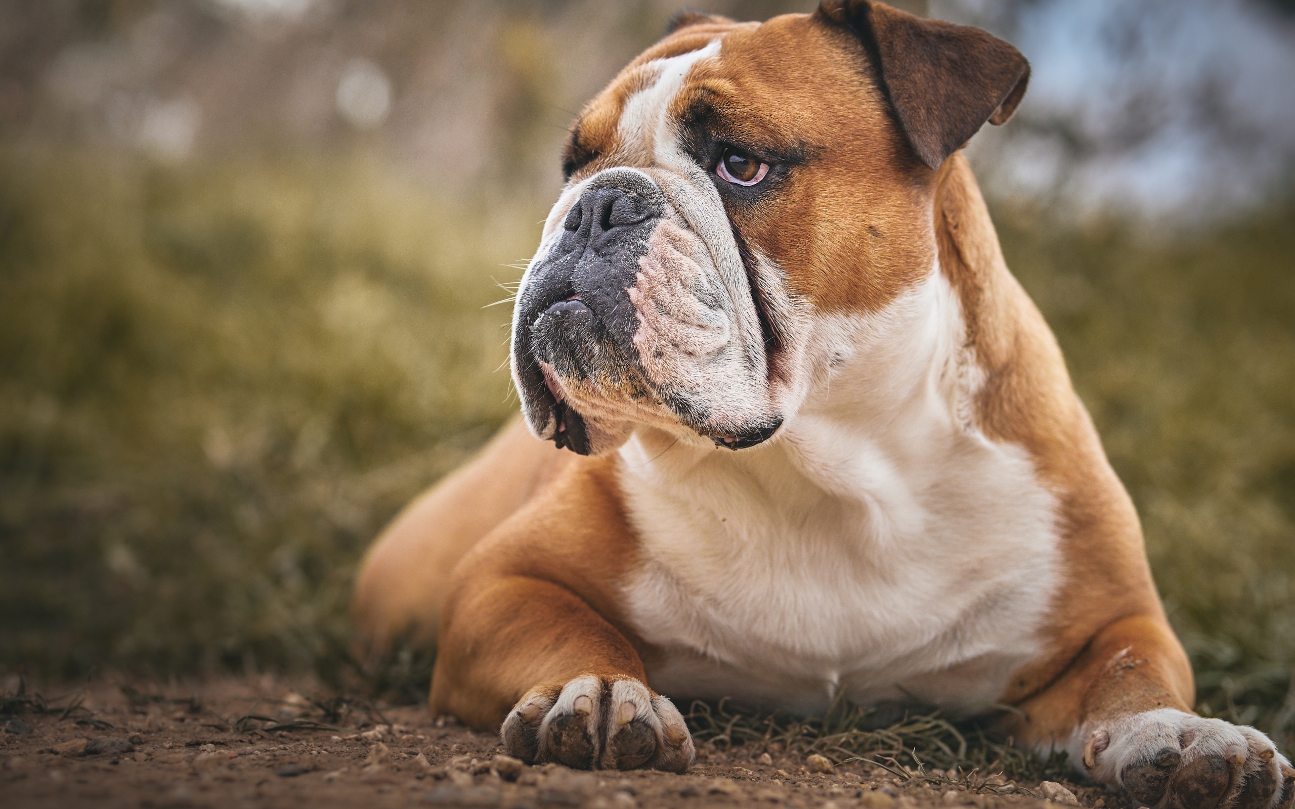 Большой серьезный бульдог лежит на земле