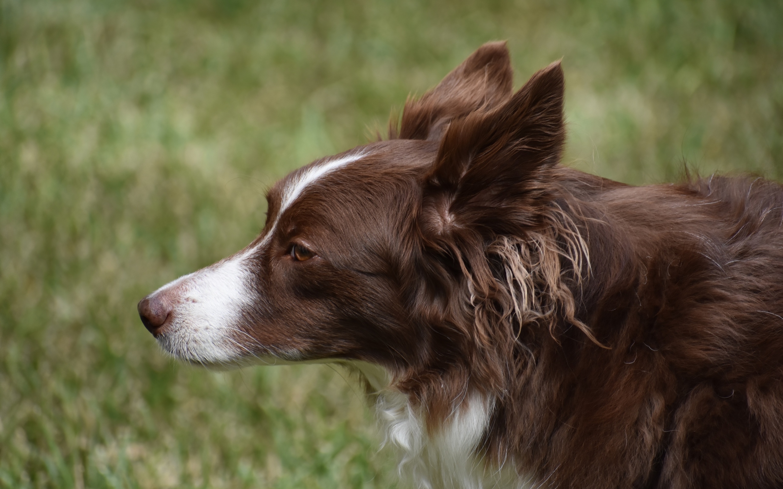 Коричневая собака бордер колли