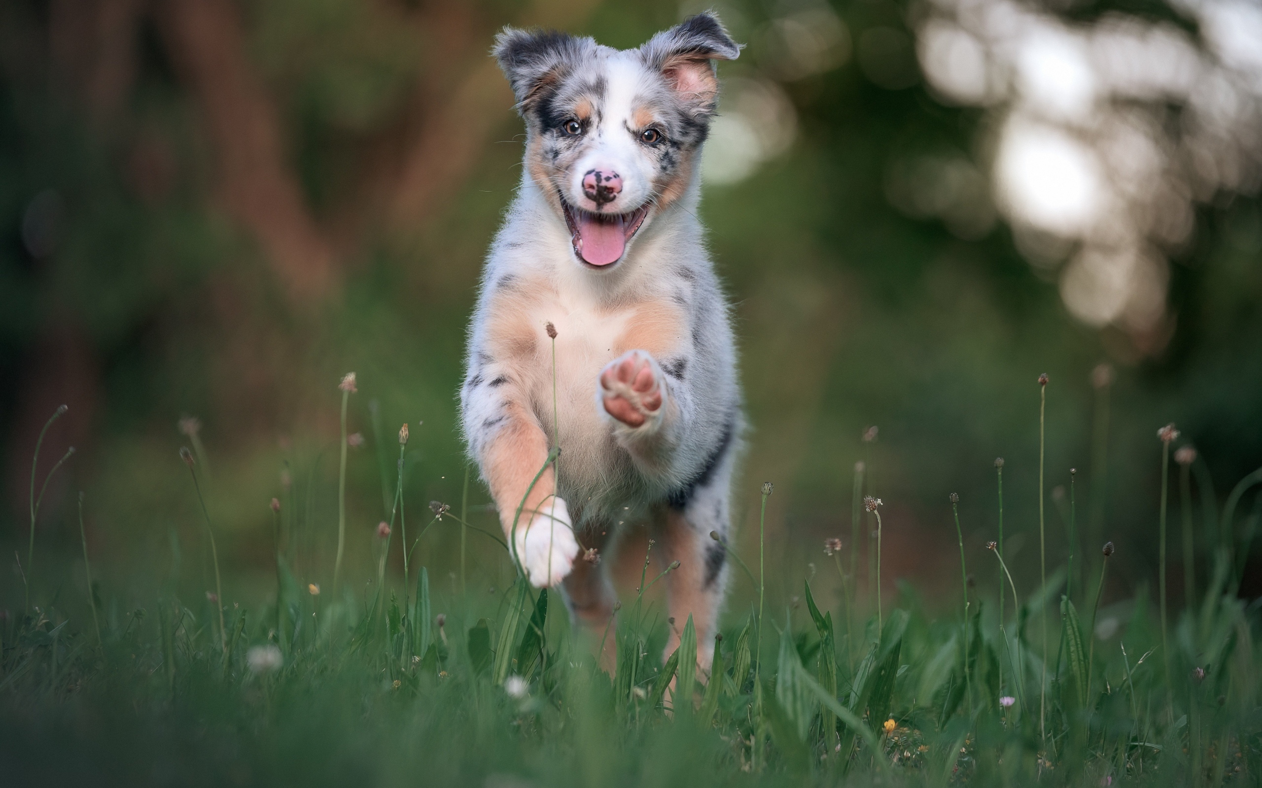 Веселый щенок австралийской овчарки бежит по траве