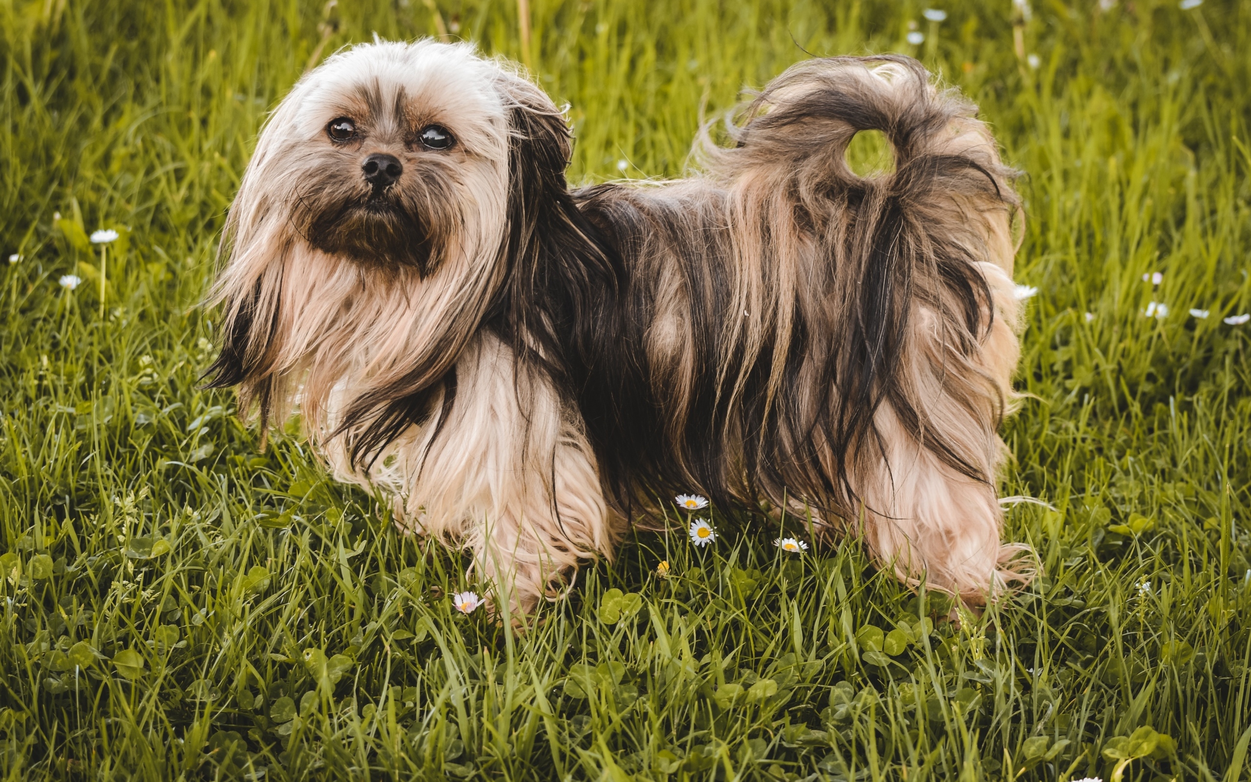 Пушистая русская  цветная болонка стоит на зеленой траве