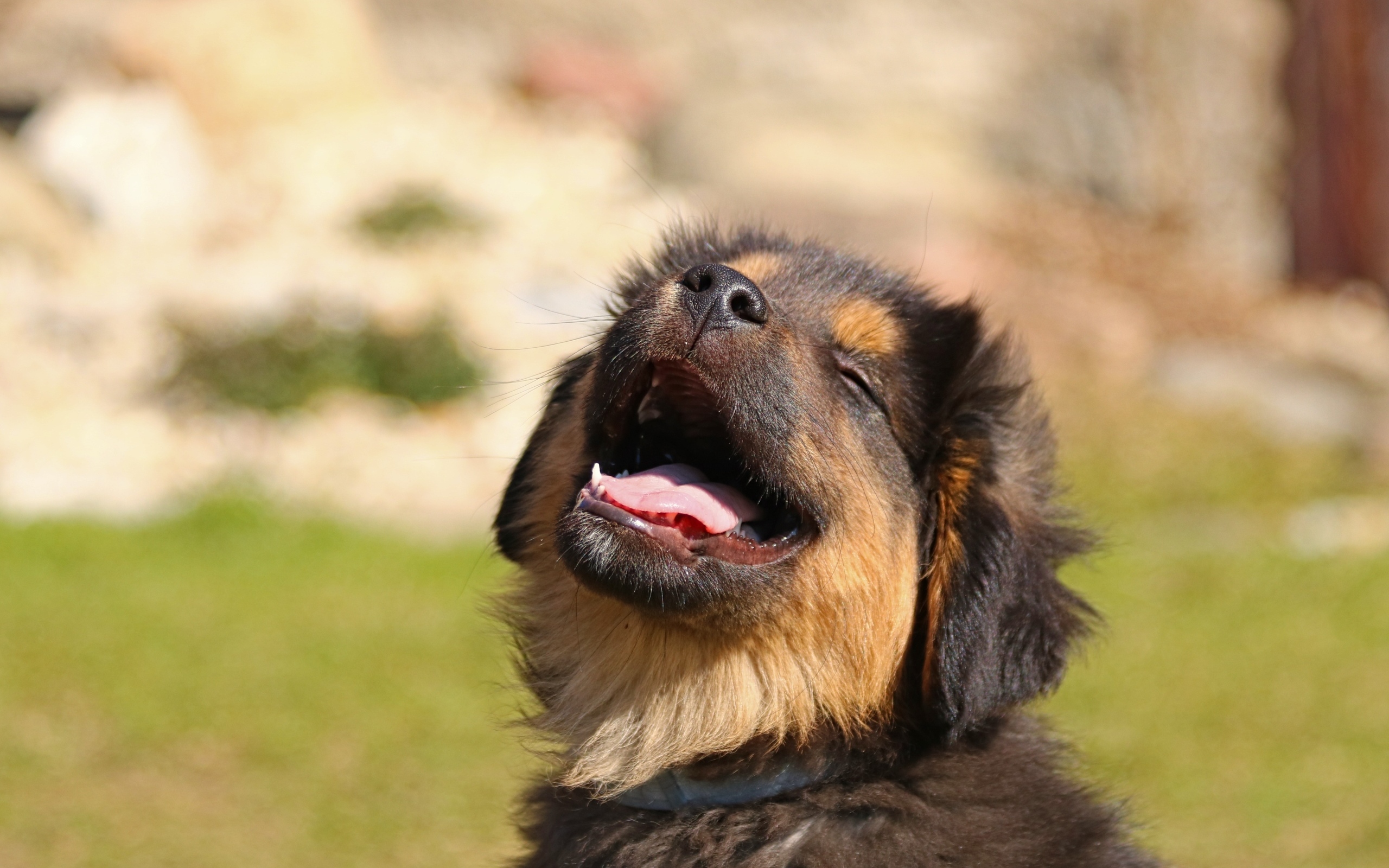 Довольный щенок немецкой овчарки греется на солнце