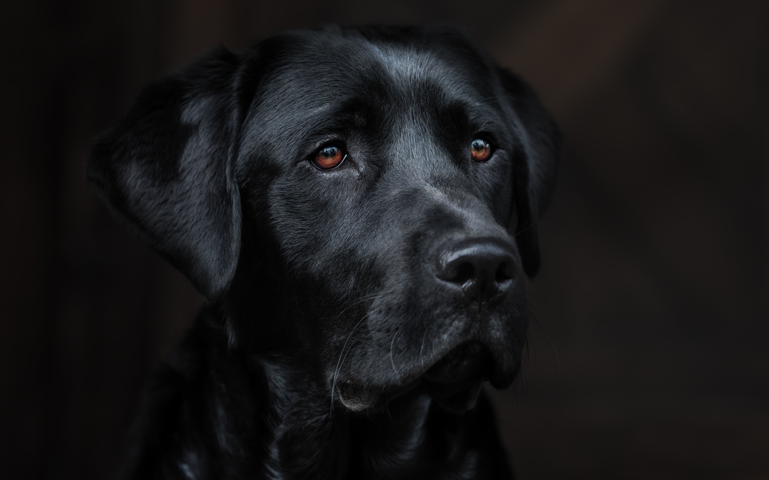 Морда черного лабрадора крупным планом