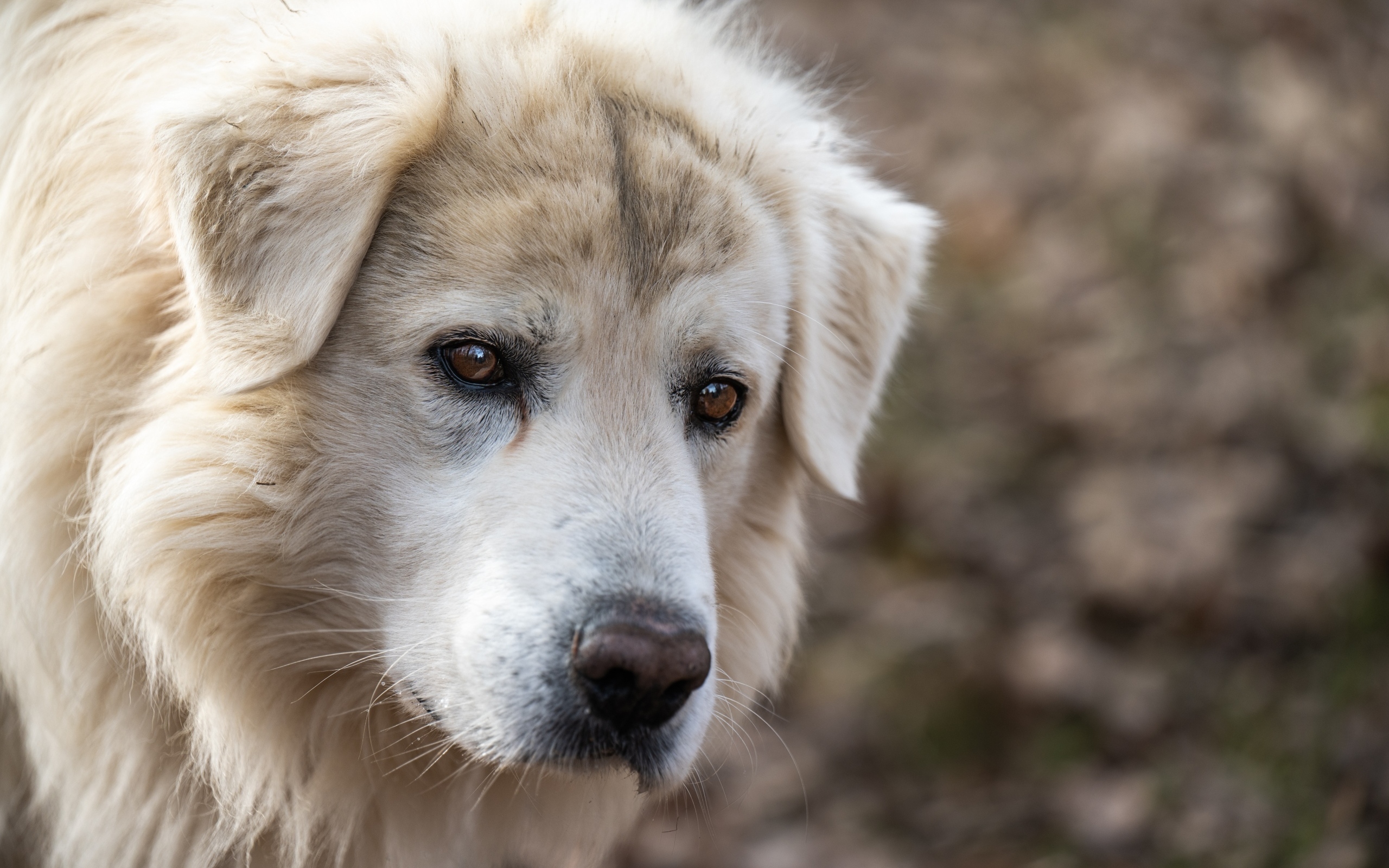 Старый белый пес с грустными глазами