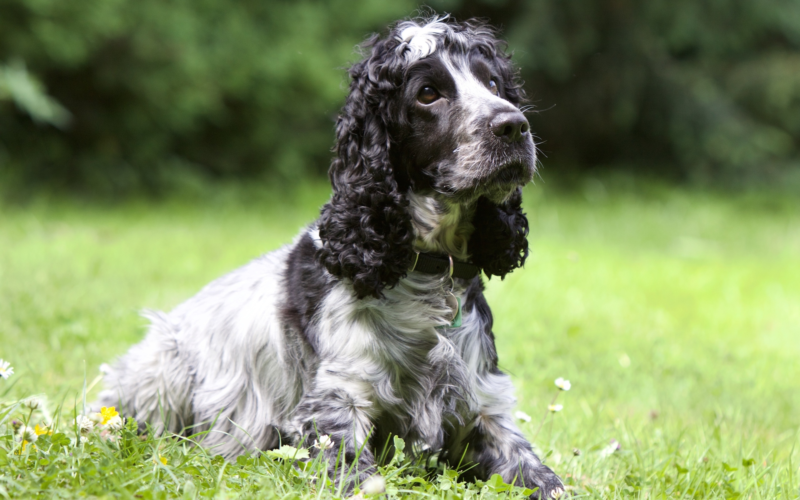 Грустный кокер спаниель лежит на траве