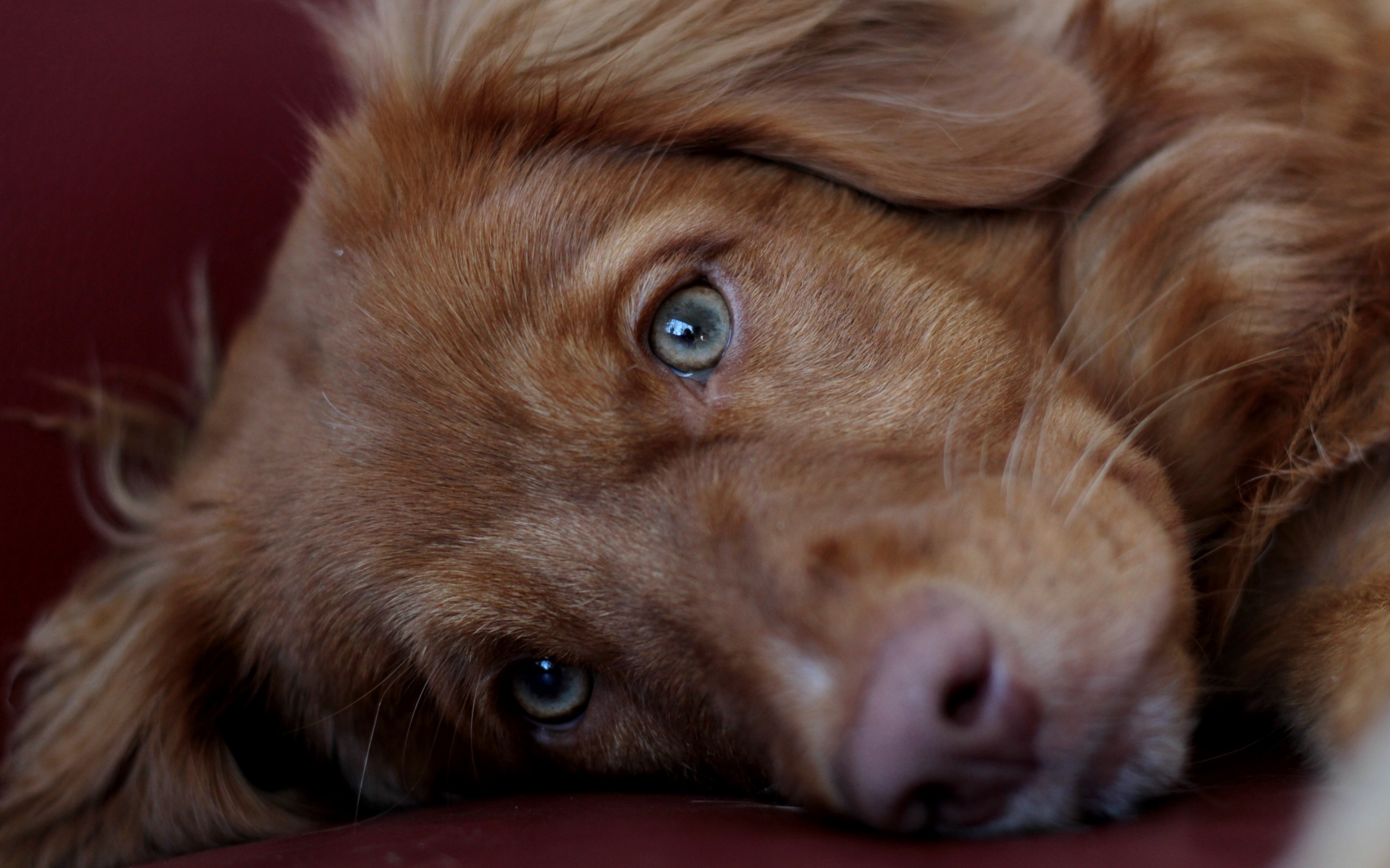 Грустный коричневый пес крупным планом