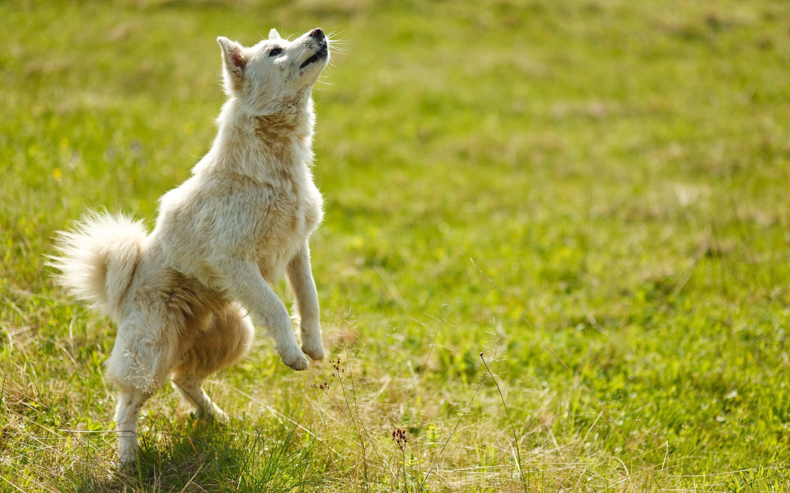 Довольная белая собака играет на зеленой траве