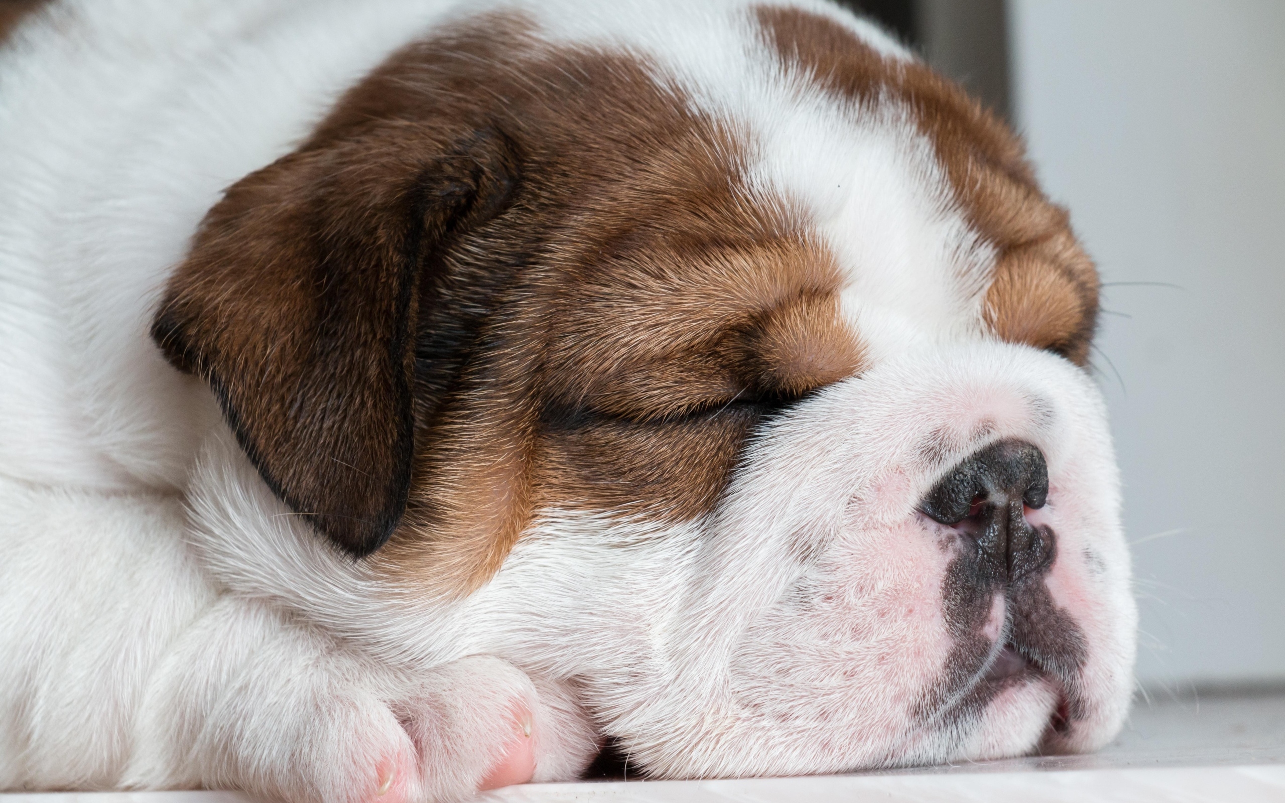 Спящий щенок английского бульдога