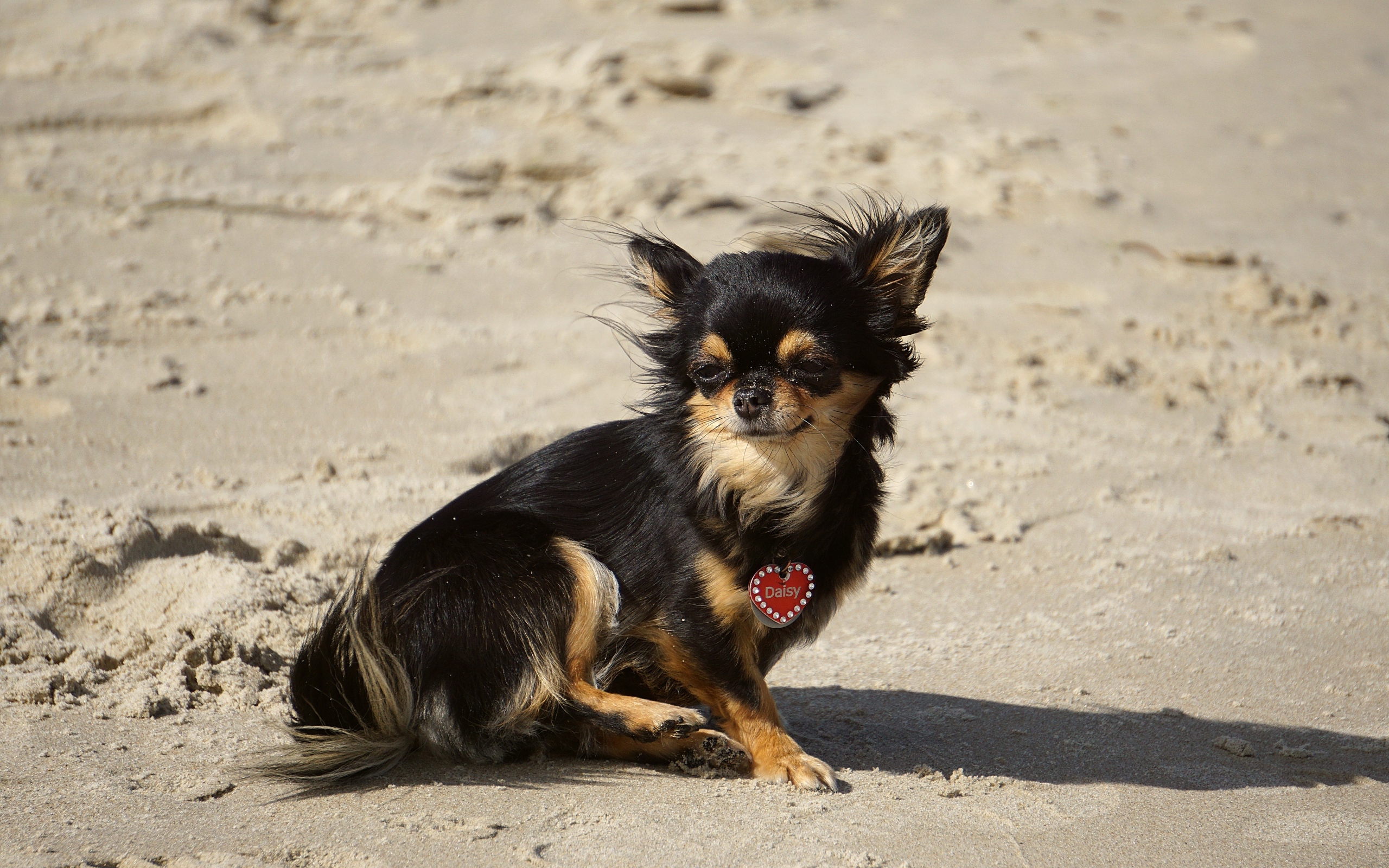 Маленькая собака чихуахуа сидит на песке 
