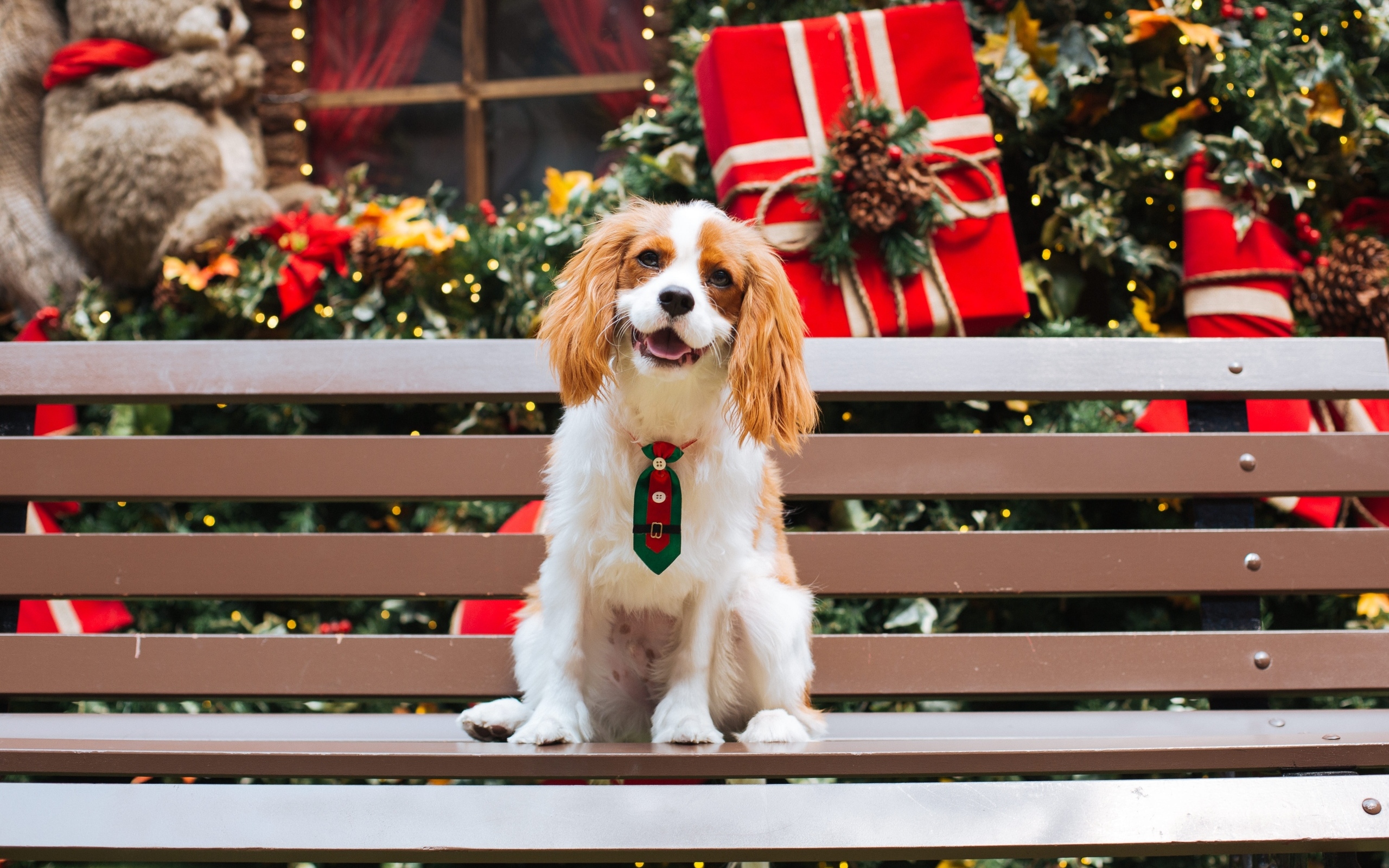 Улыбающийся чарльз кинг спаниель сидит на лавке