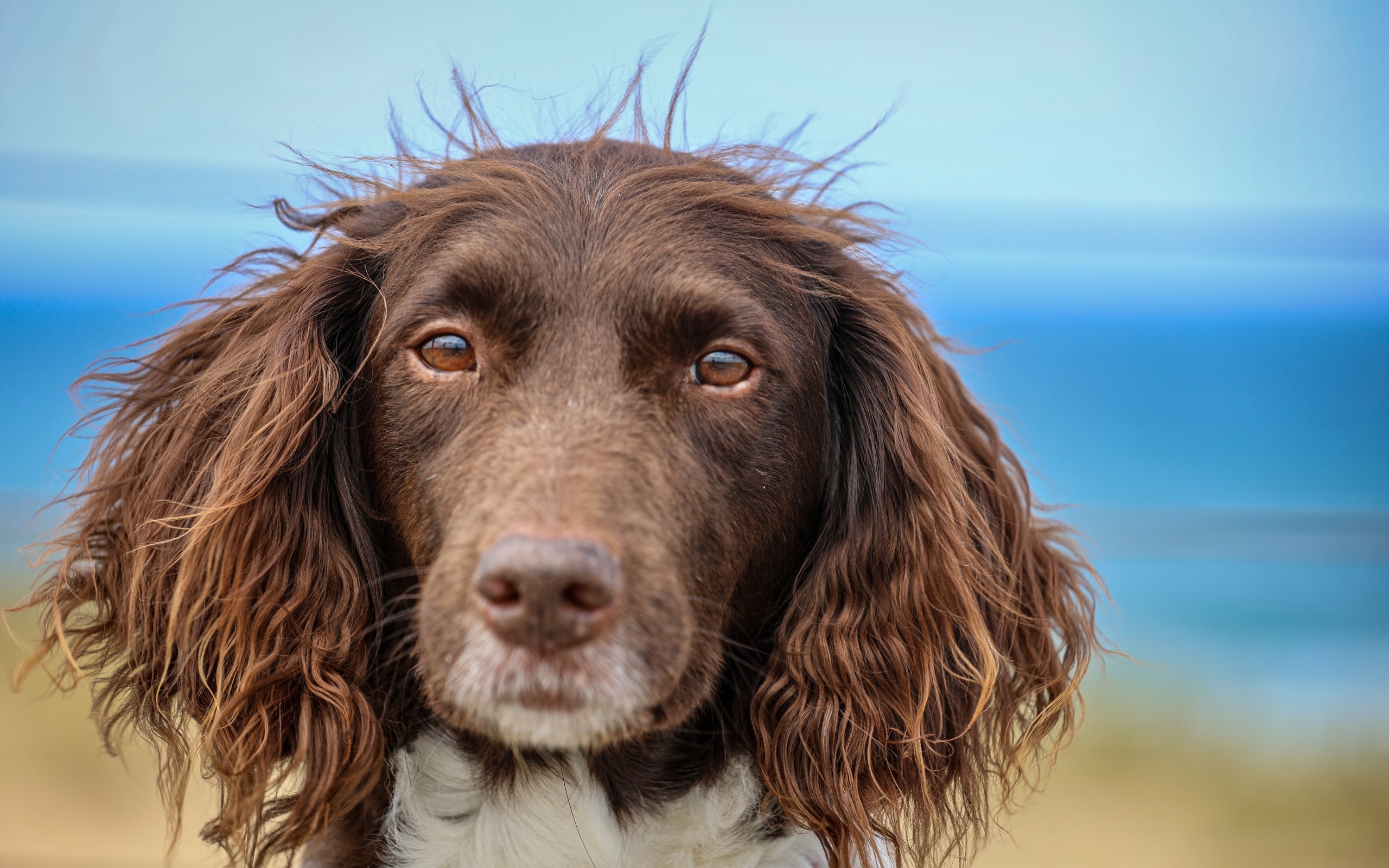 Спаниель с грустными глазами