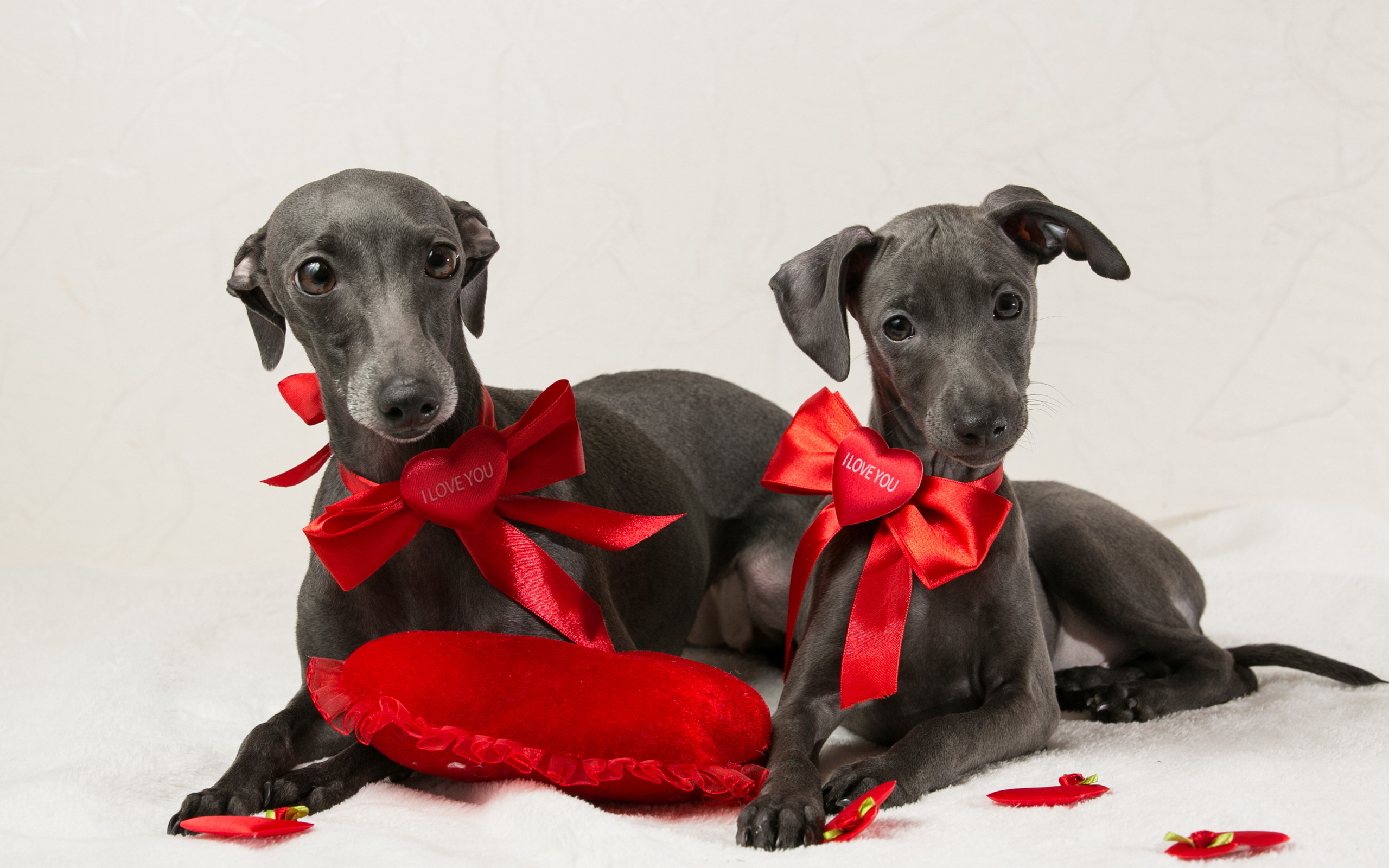 Две собаки итальянская борзая на белом фоне