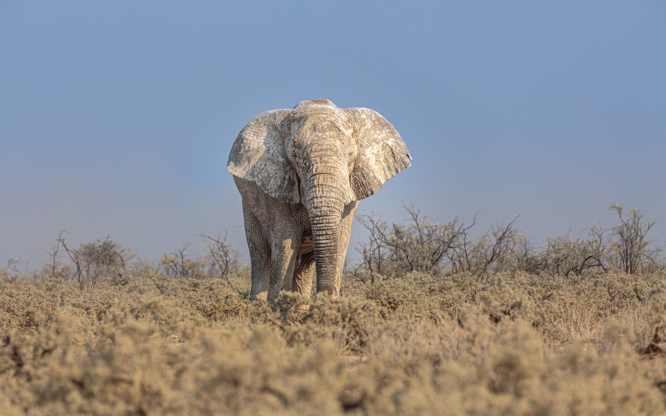 Big elephant walks on the savannah