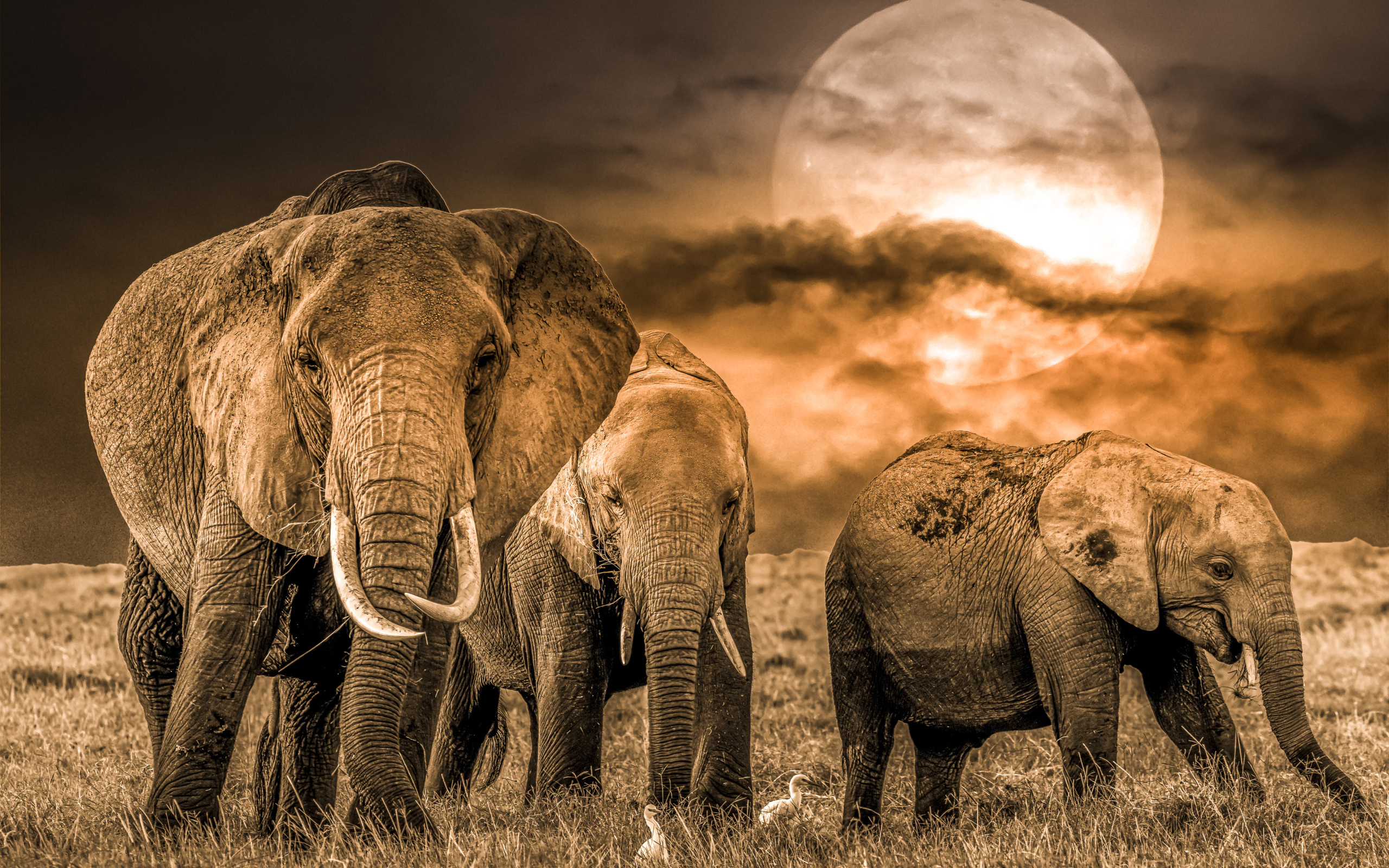 Herd of elephants against the backdrop of the moon