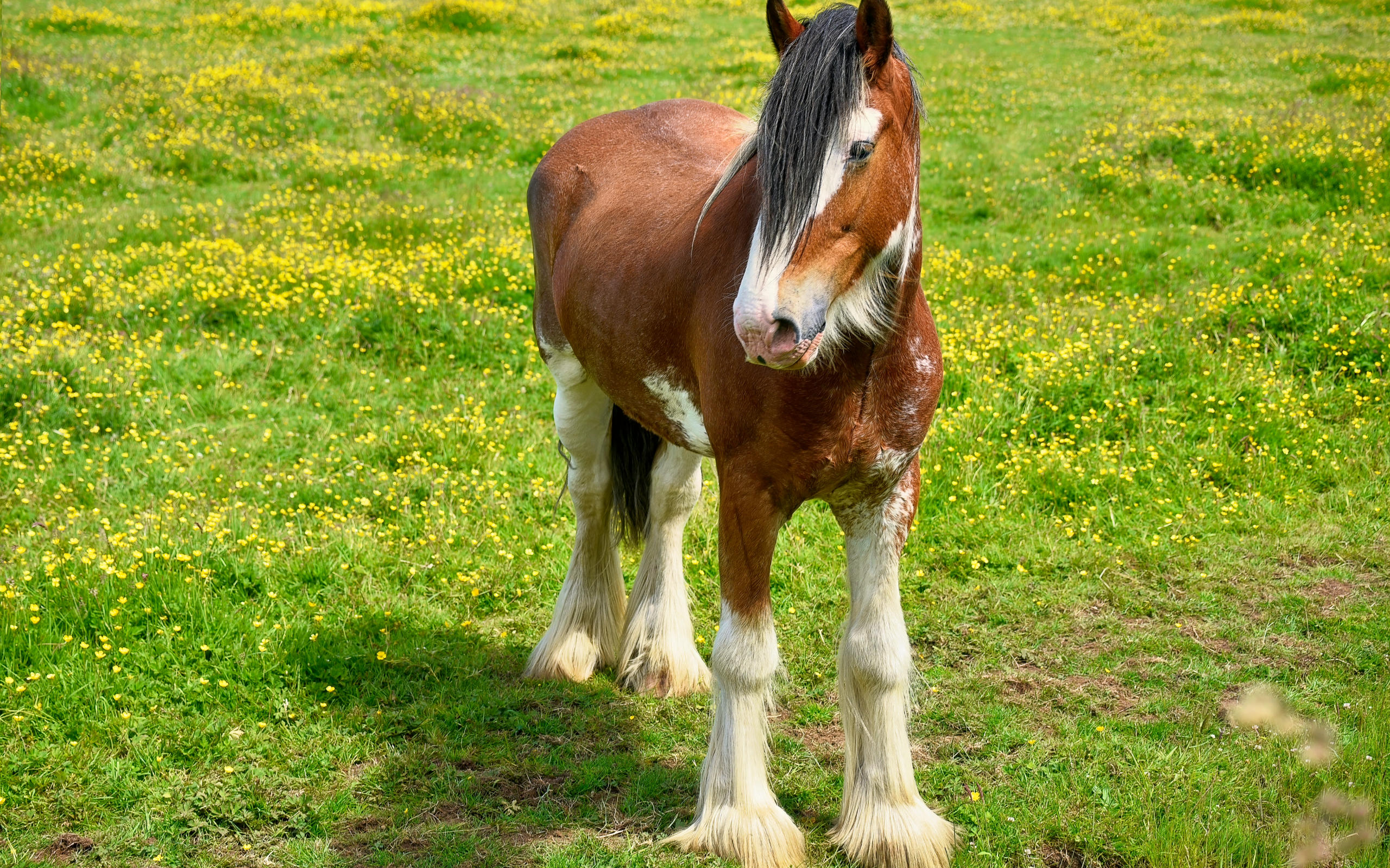 Красивая коричневая лошадь на зеленой траве