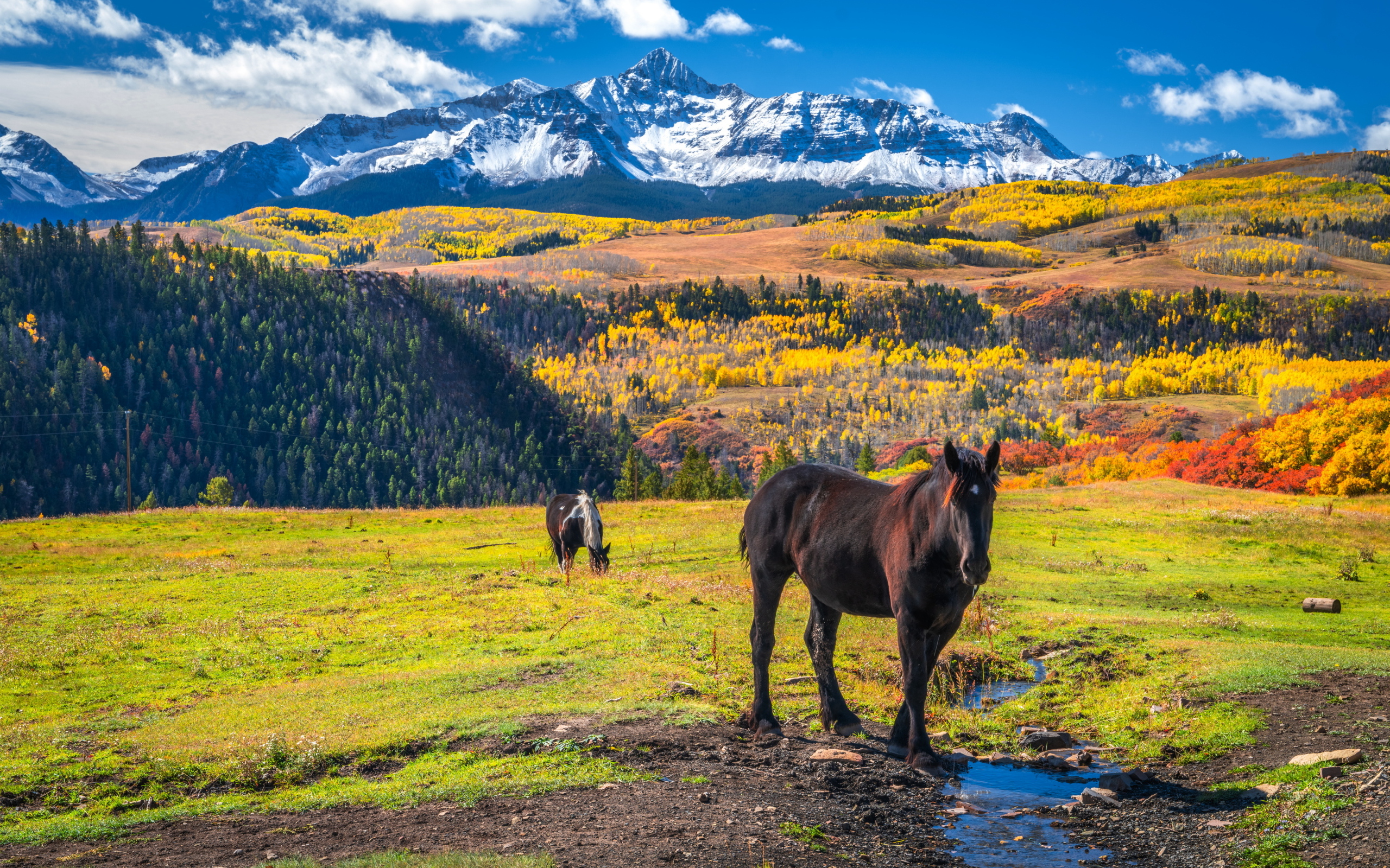 Лошади на поляне на фоне заснеженных гор