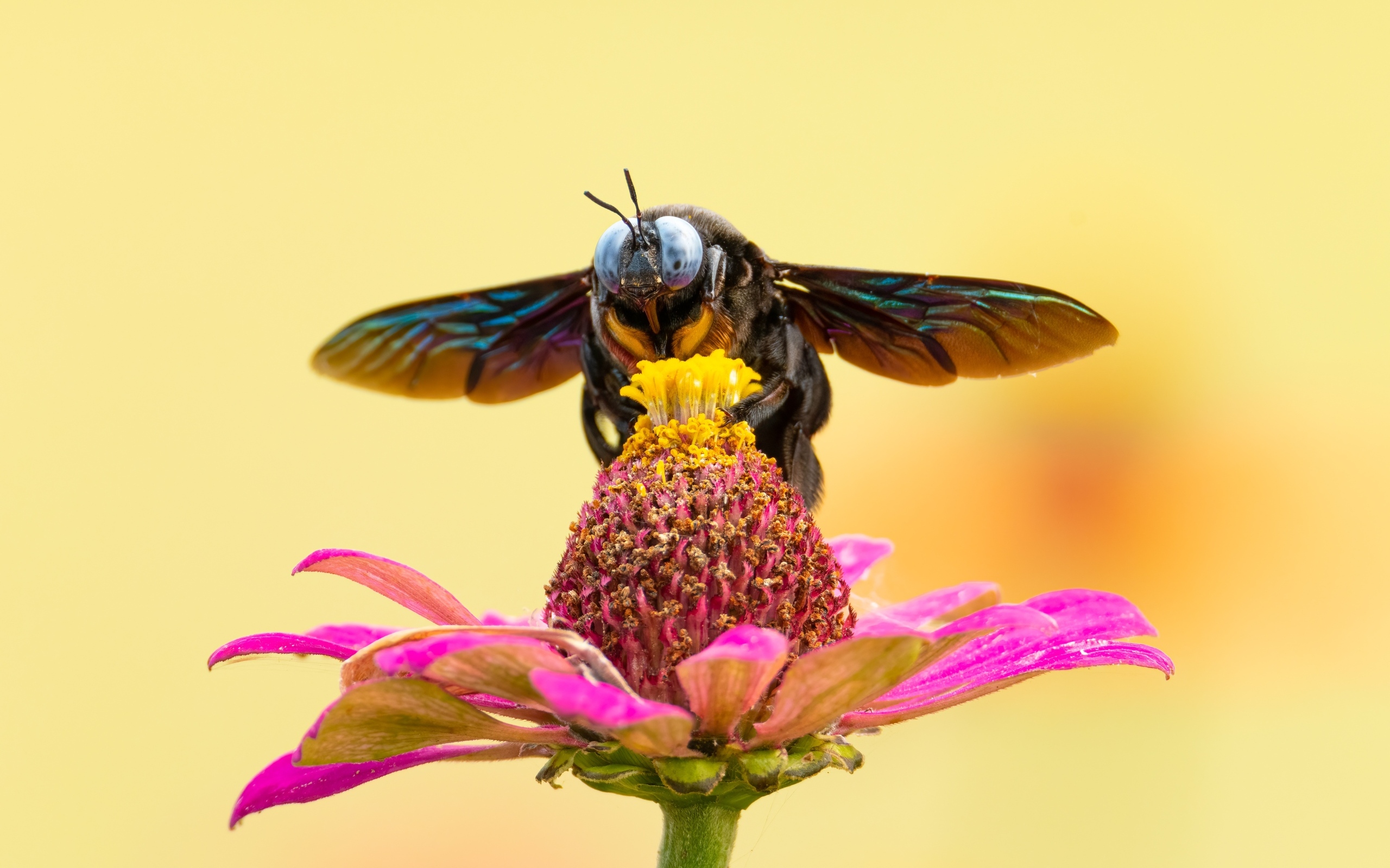 Красивая муха сидит на цветке циннии 