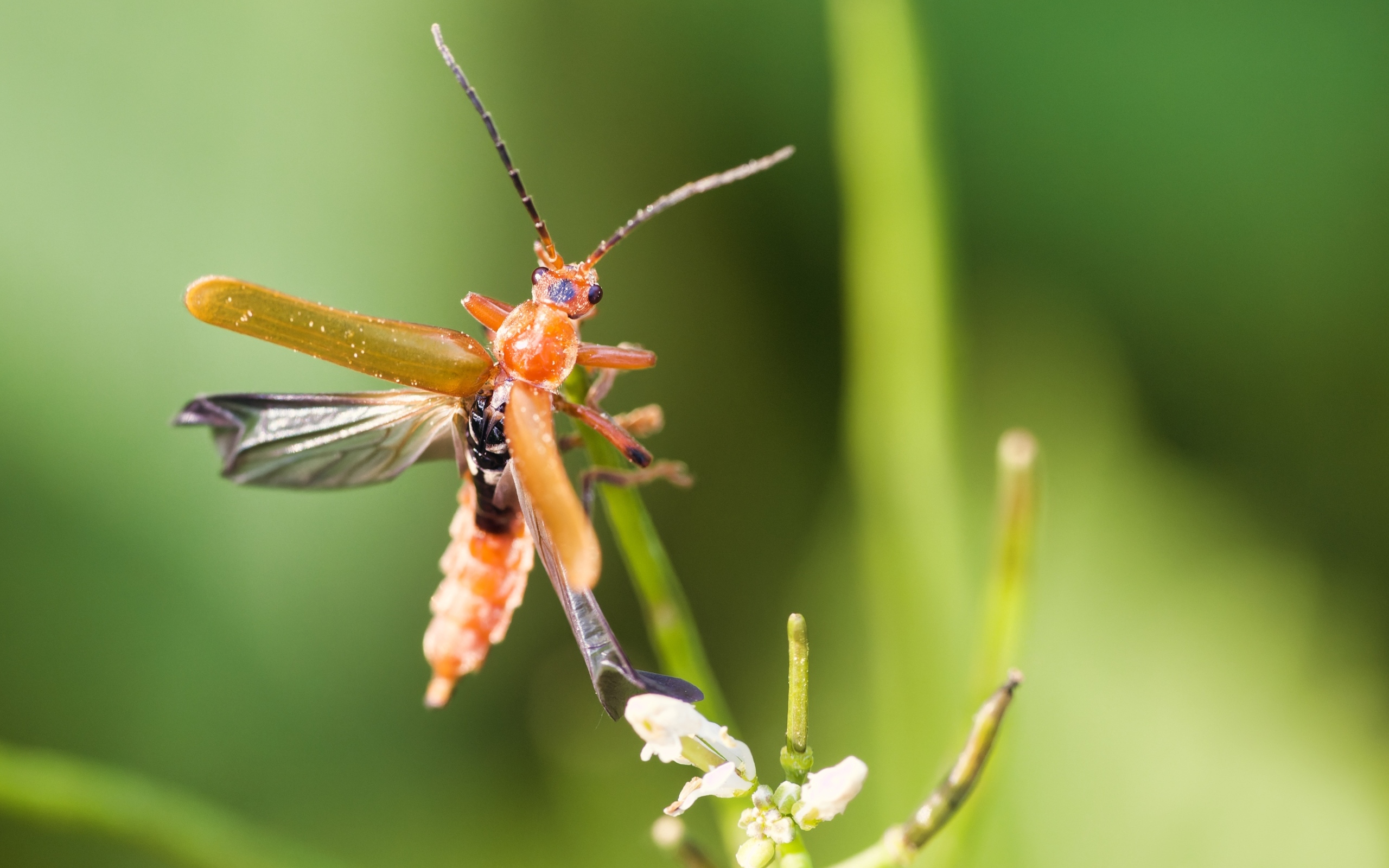 Жук взлетает с растения
