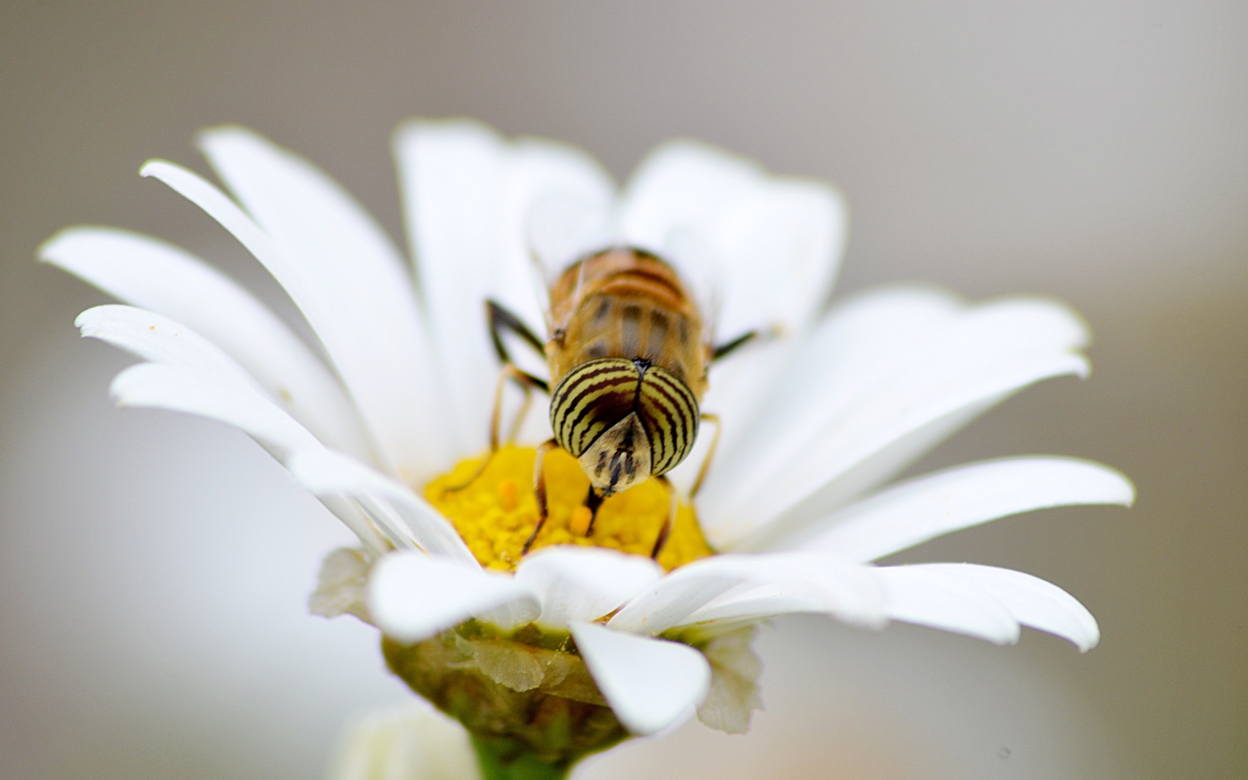 Большая муха сидит на цветке ромашки 